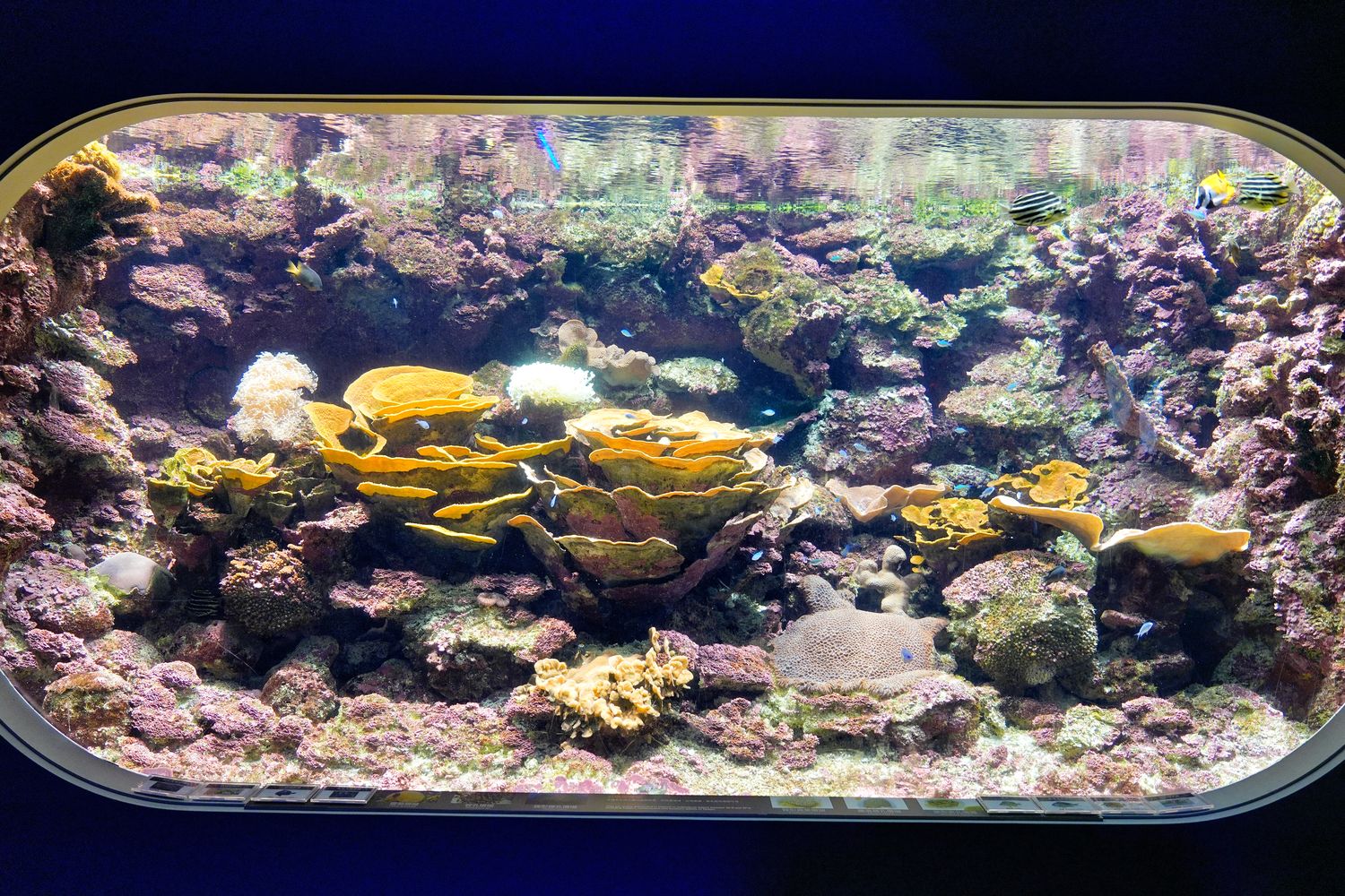澎湖水族館｜夢幻海底隧道，門票優惠交通總整理! @混血珊莎的奇幻旅程