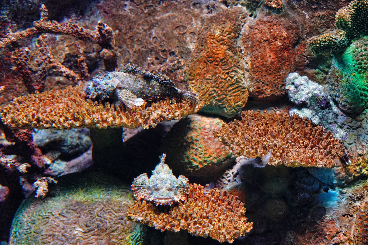 澎湖水族館｜夢幻海底隧道，門票優惠交通總整理! @混血珊莎的奇幻旅程
