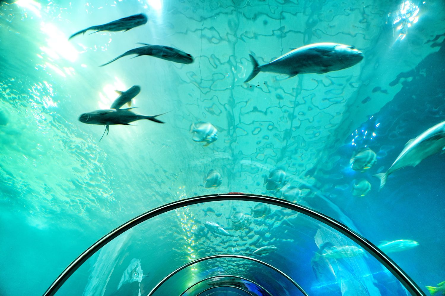 澎湖水族館｜夢幻海底隧道，門票優惠交通總整理! @混血珊莎的奇幻旅程