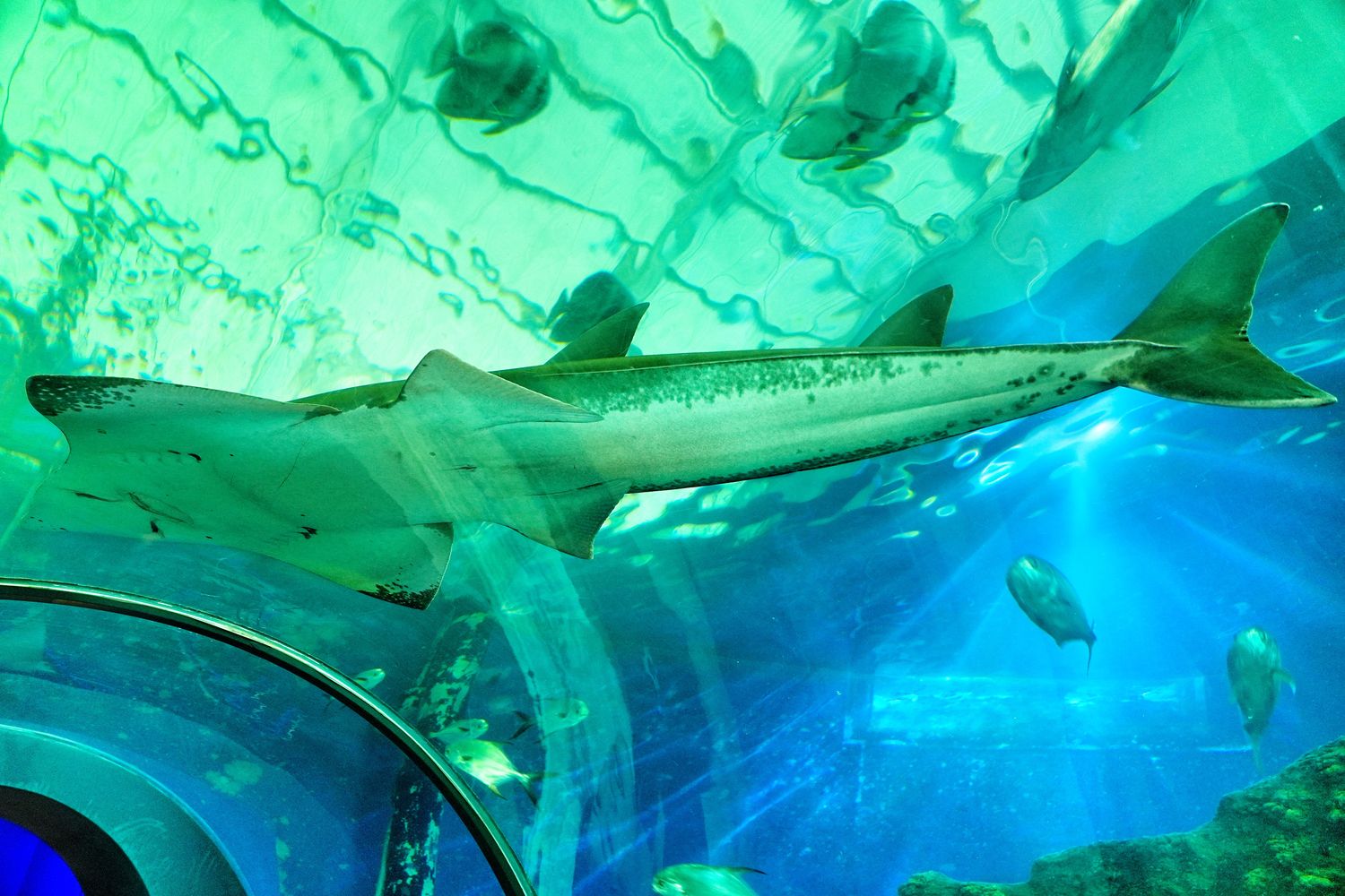 澎湖水族館｜夢幻海底隧道，門票優惠交通總整理! @混血珊莎的奇幻旅程