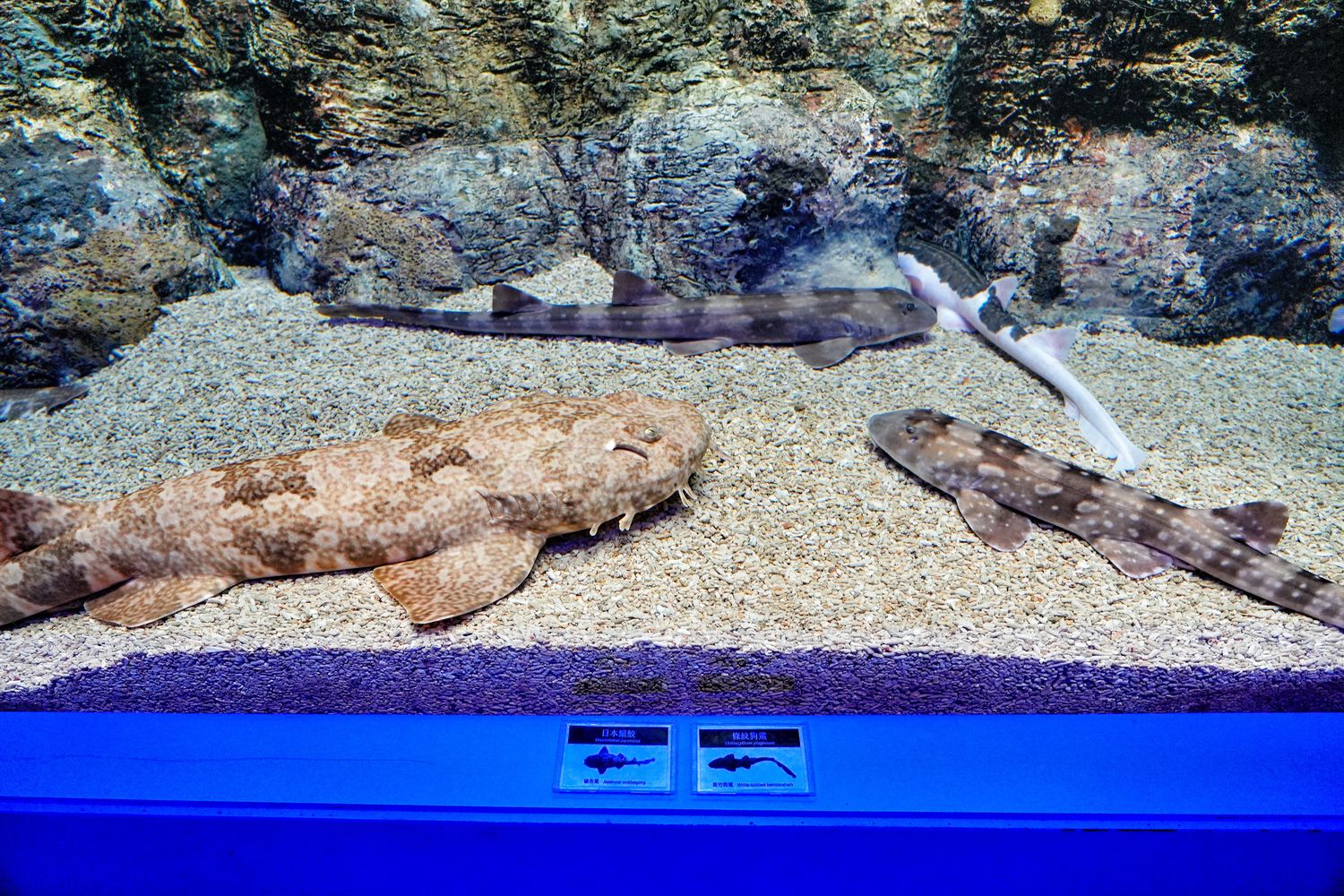 澎湖水族館｜夢幻海底隧道，門票優惠交通總整理! @混血珊莎的奇幻旅程