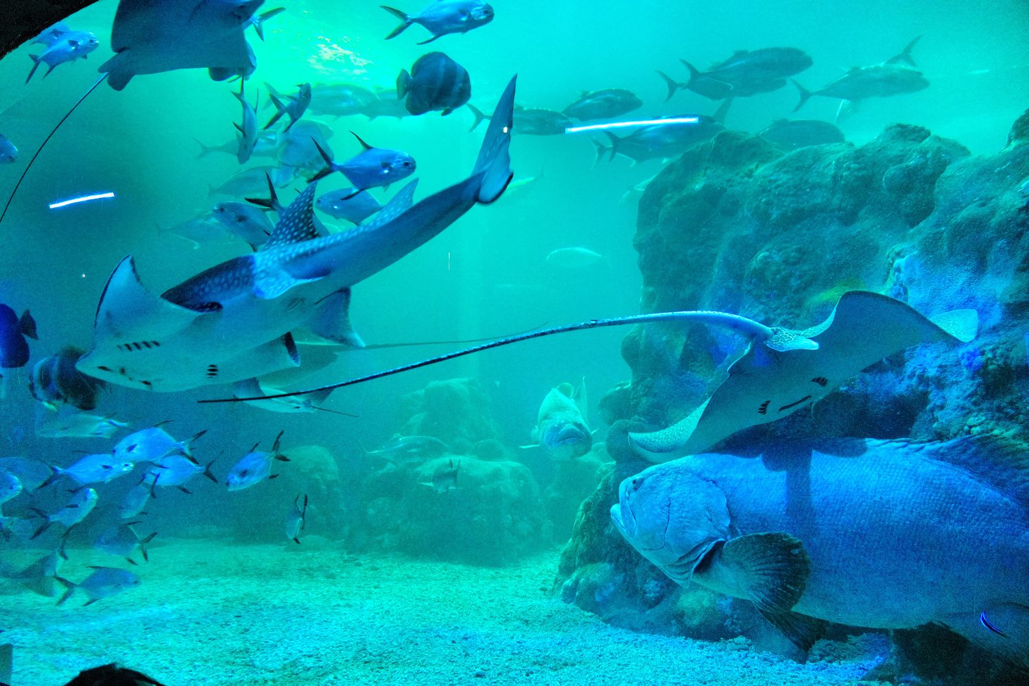 澎湖水族館｜夢幻海底隧道，門票優惠交通總整理! @混血珊莎的奇幻旅程