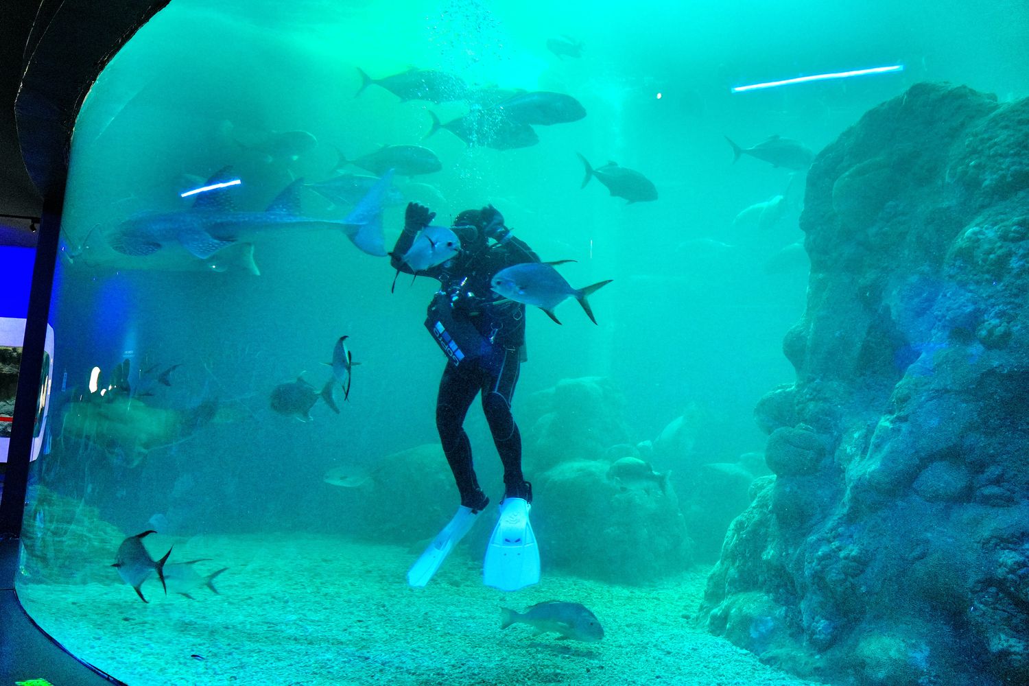澎湖水族館｜夢幻海底隧道，門票優惠交通總整理! @混血珊莎的奇幻旅程
