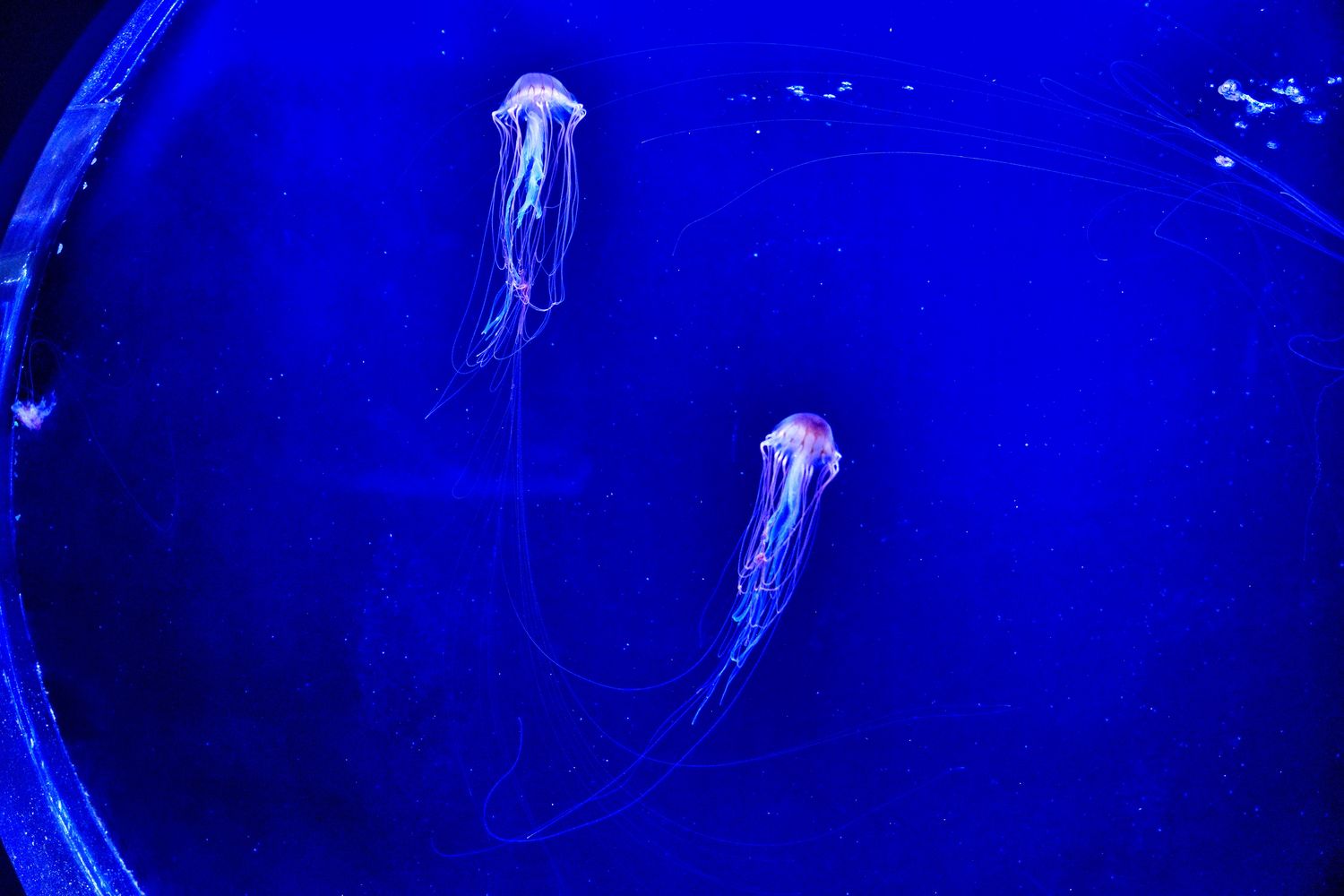 澎湖水族館｜夢幻海底隧道，門票優惠交通總整理! @混血珊莎的奇幻旅程