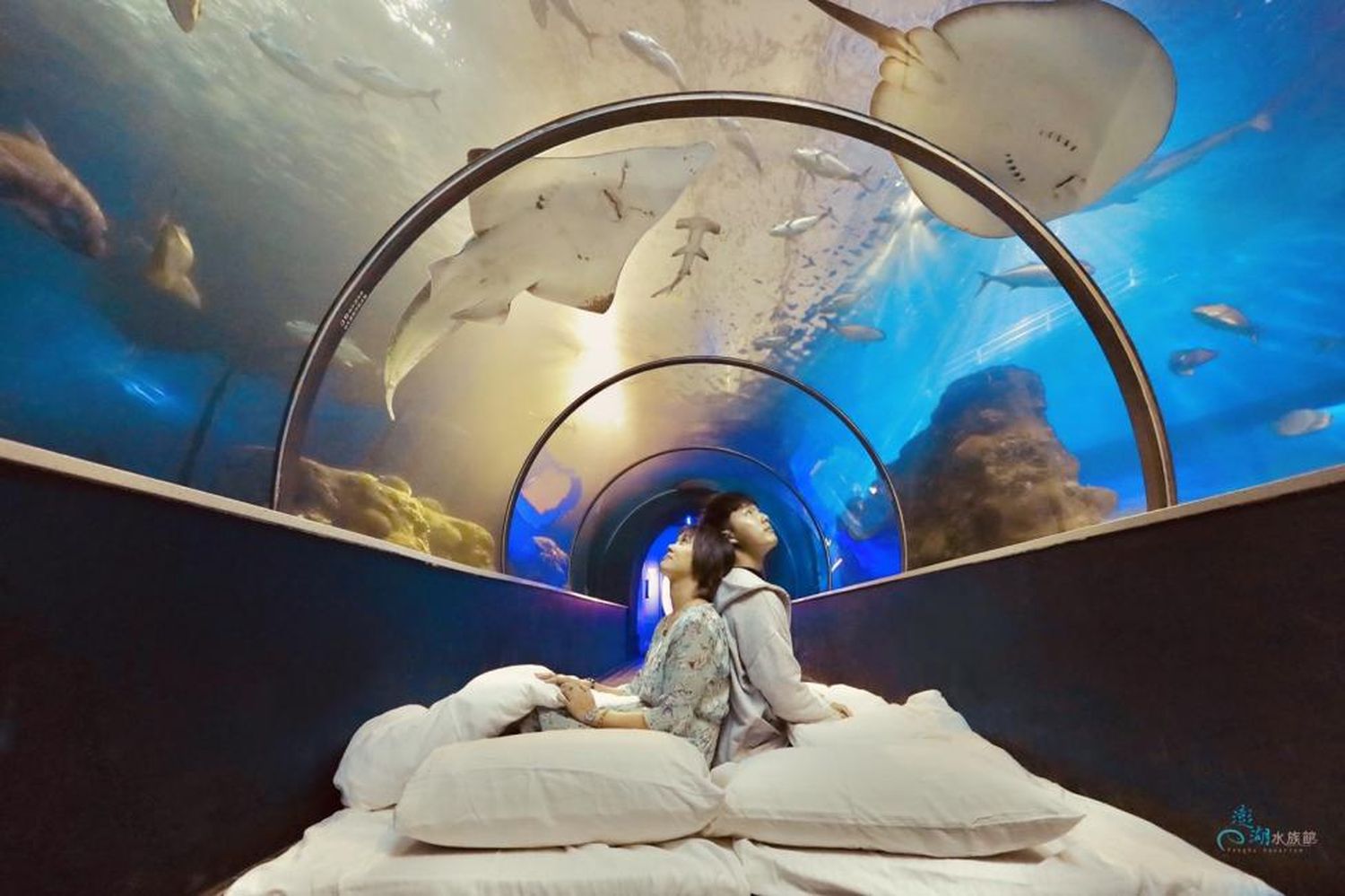澎湖水族館｜夢幻海底隧道，門票優惠交通總整理! @混血珊莎的奇幻旅程