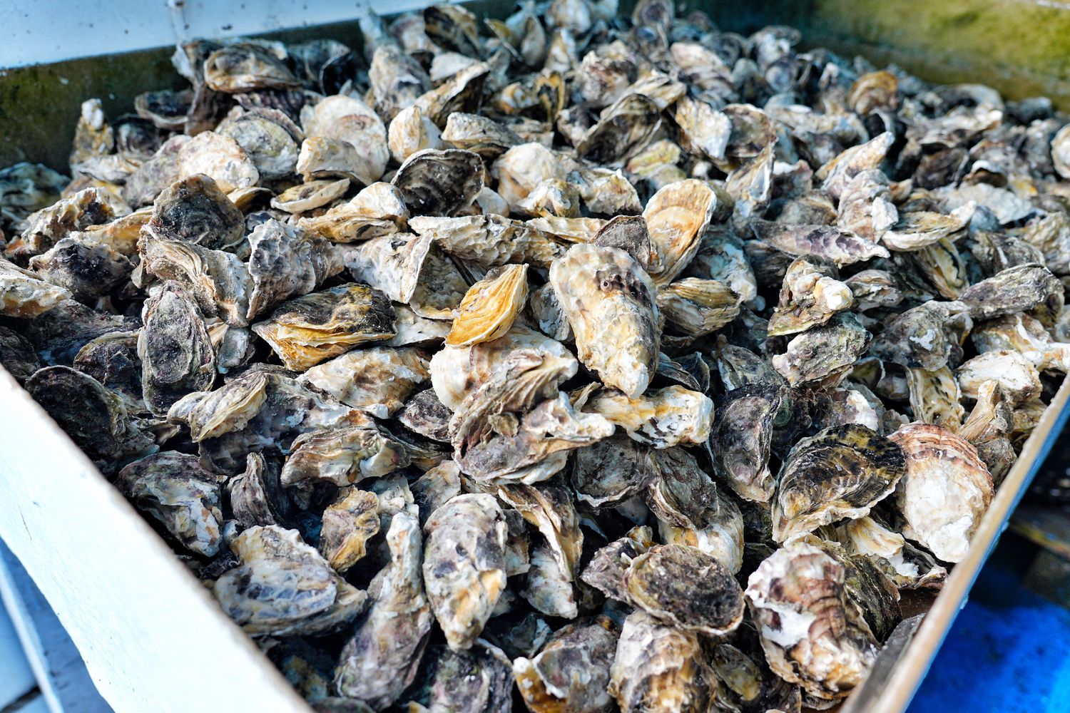 海上皇宮海洋牧場｜烤澎湖牡蠣鮮蚵&#038;海鮮粥吃到飽，釣魚K歌通通有! @混血珊莎的奇幻旅程