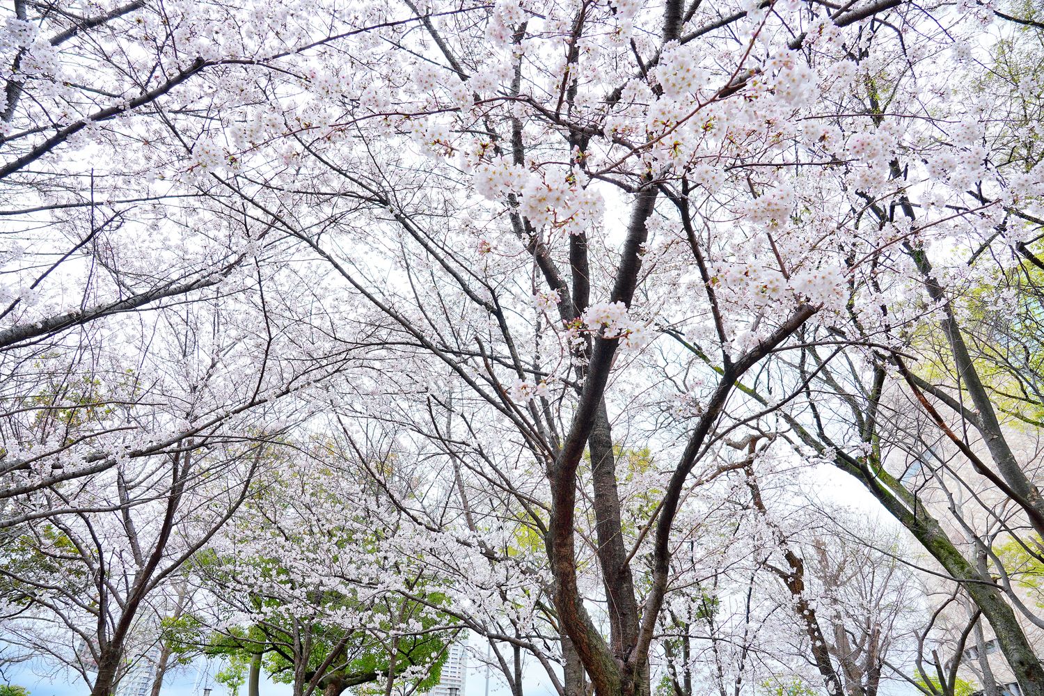 大阪城｜關西日本三大名城，天守閣&#038;御座船門票交通懶人包! @混血珊莎的奇幻旅程