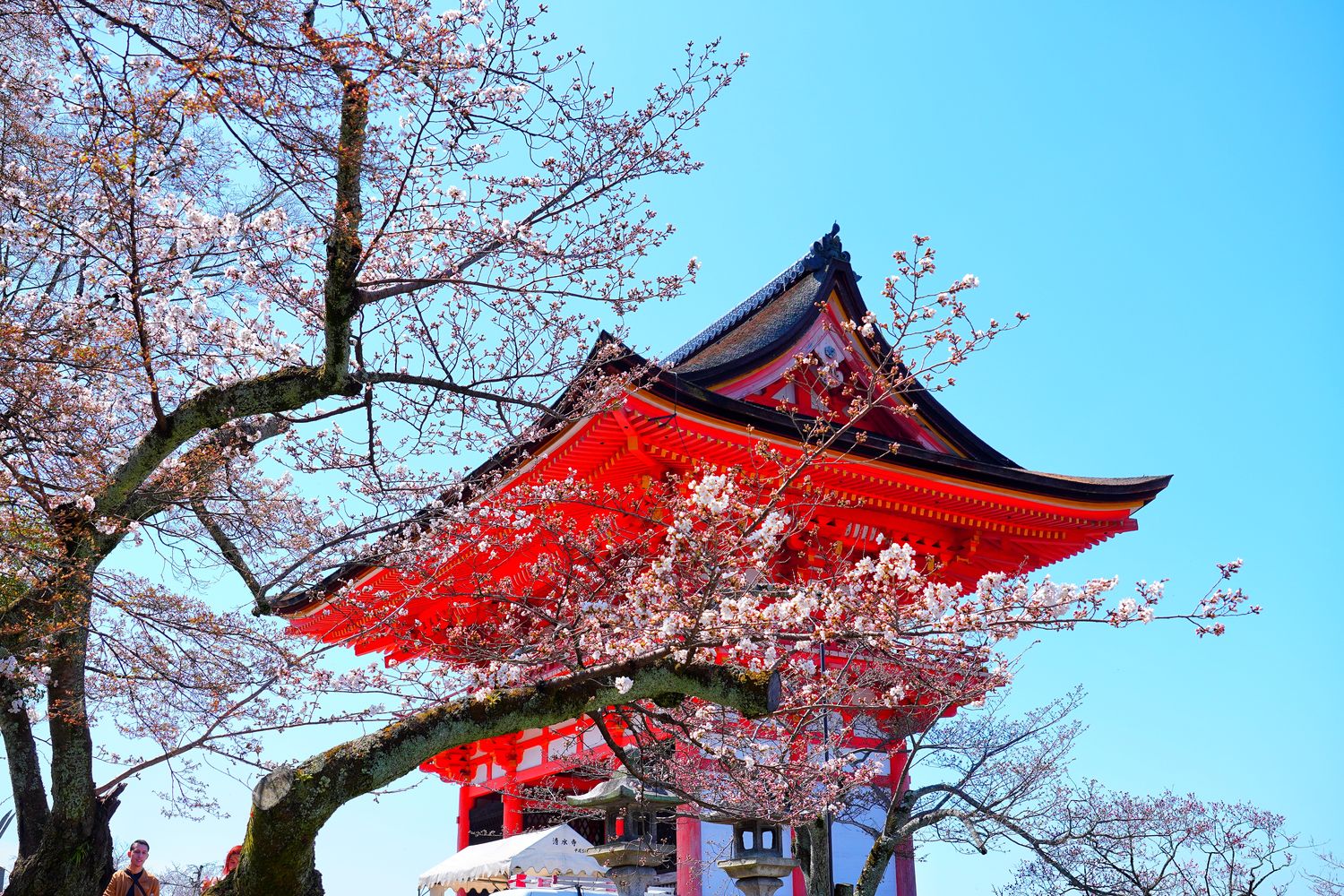 【京都清水寺】必看景點遊玩指南跟交通攻略! @混血珊莎的奇幻旅程