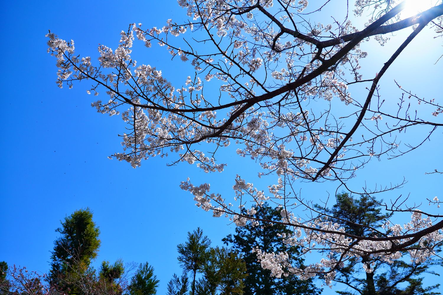 【京都清水寺】必看景點遊玩指南跟交通攻略! @混血珊莎的奇幻旅程