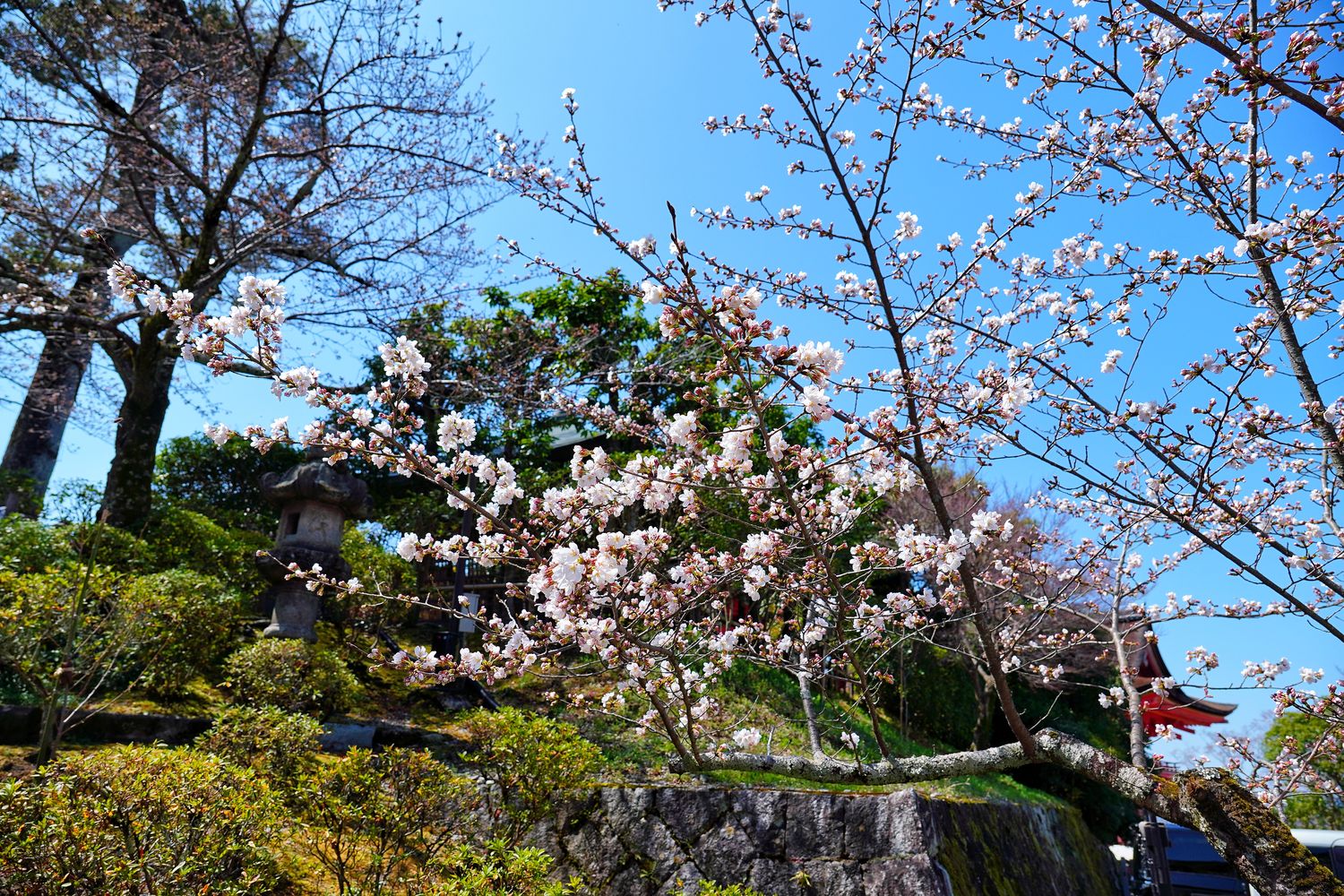 【京都清水寺】必看景點遊玩指南跟交通攻略! @混血珊莎的奇幻旅程