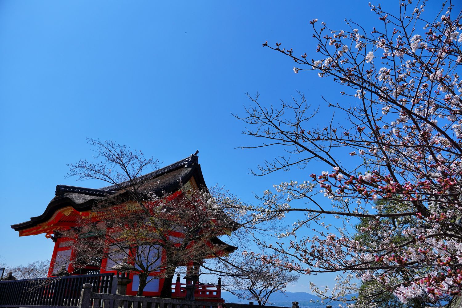 【京都清水寺】必看景點遊玩指南跟交通攻略! @混血珊莎的奇幻旅程