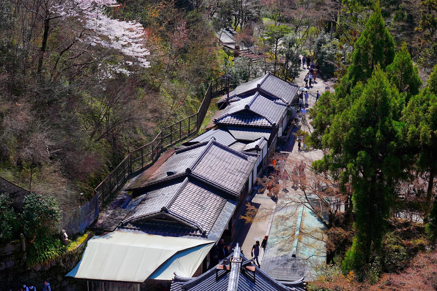 【京都清水寺】必看景點遊玩指南跟交通攻略! @混血珊莎的奇幻旅程