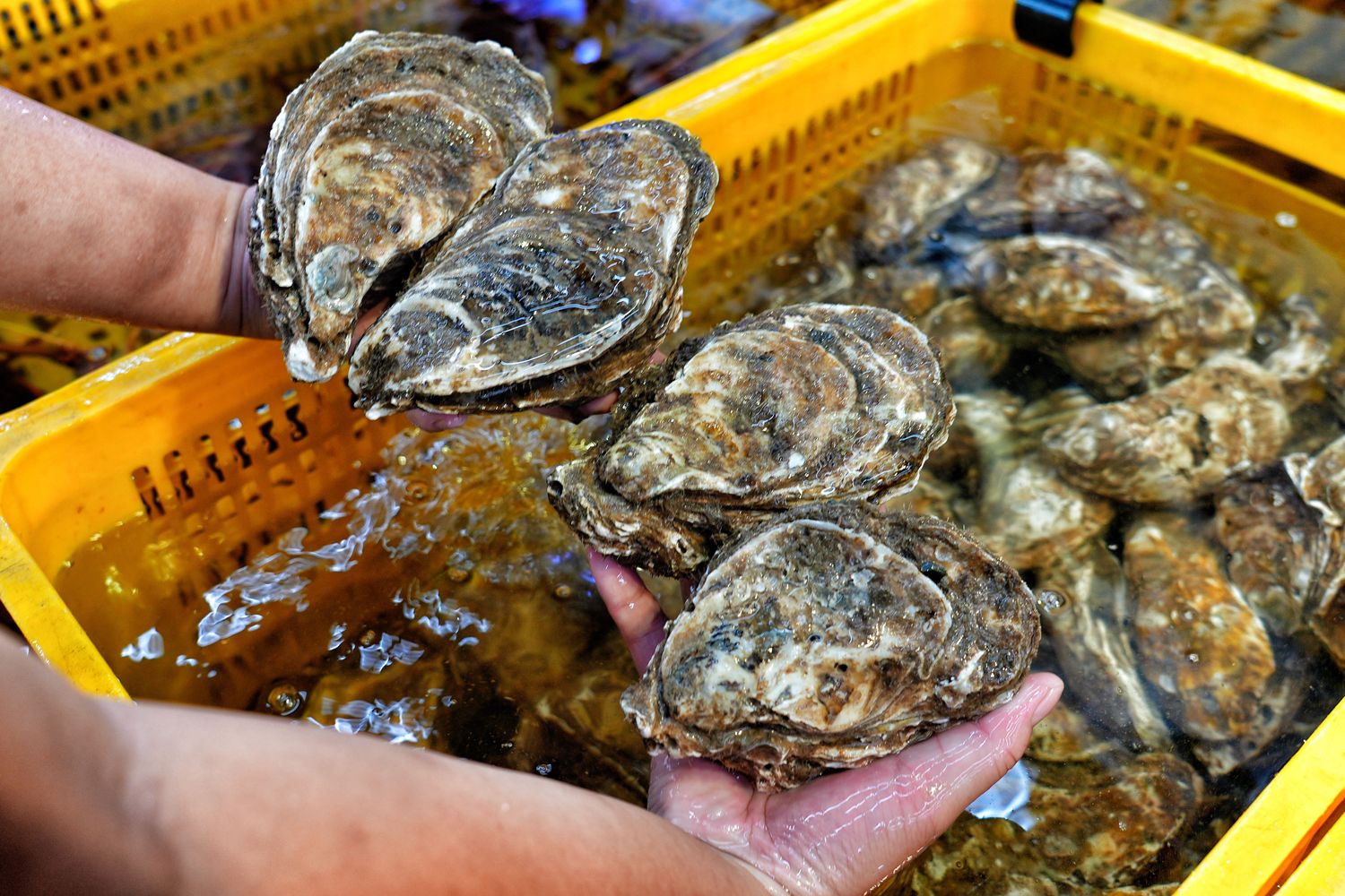 阿布潘水產｜台中百坪海鮮超市，中秋烤肉食材祭出超殺價格! @混血珊莎的奇幻旅程