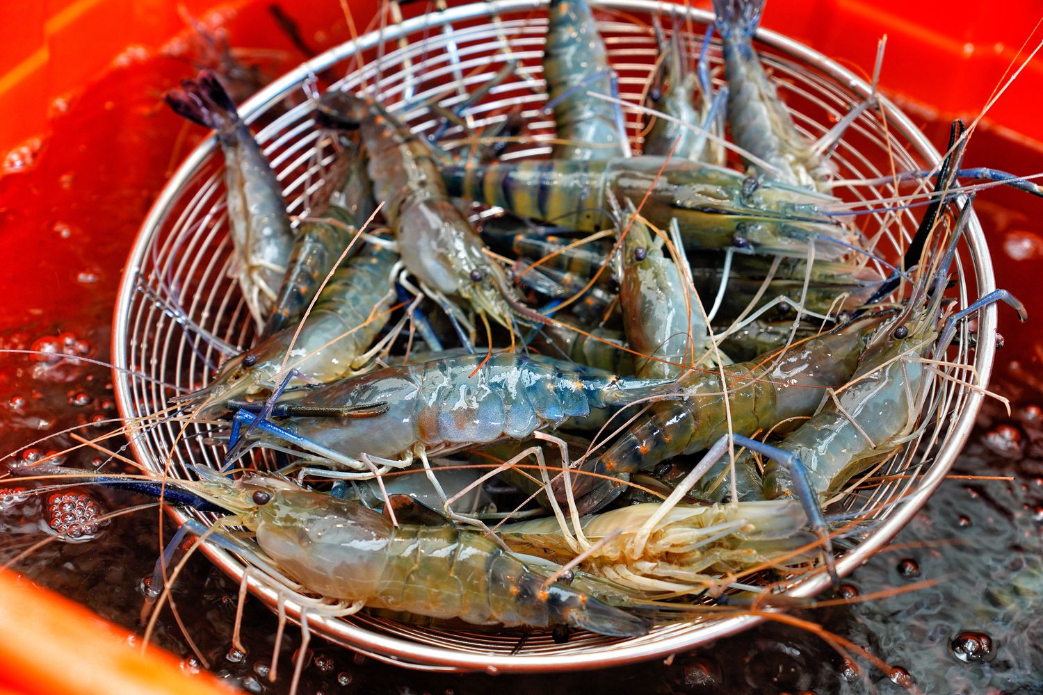阿布潘水產｜台中百坪海鮮超市，中秋烤肉食材祭出超殺價格! @混血珊莎的奇幻旅程