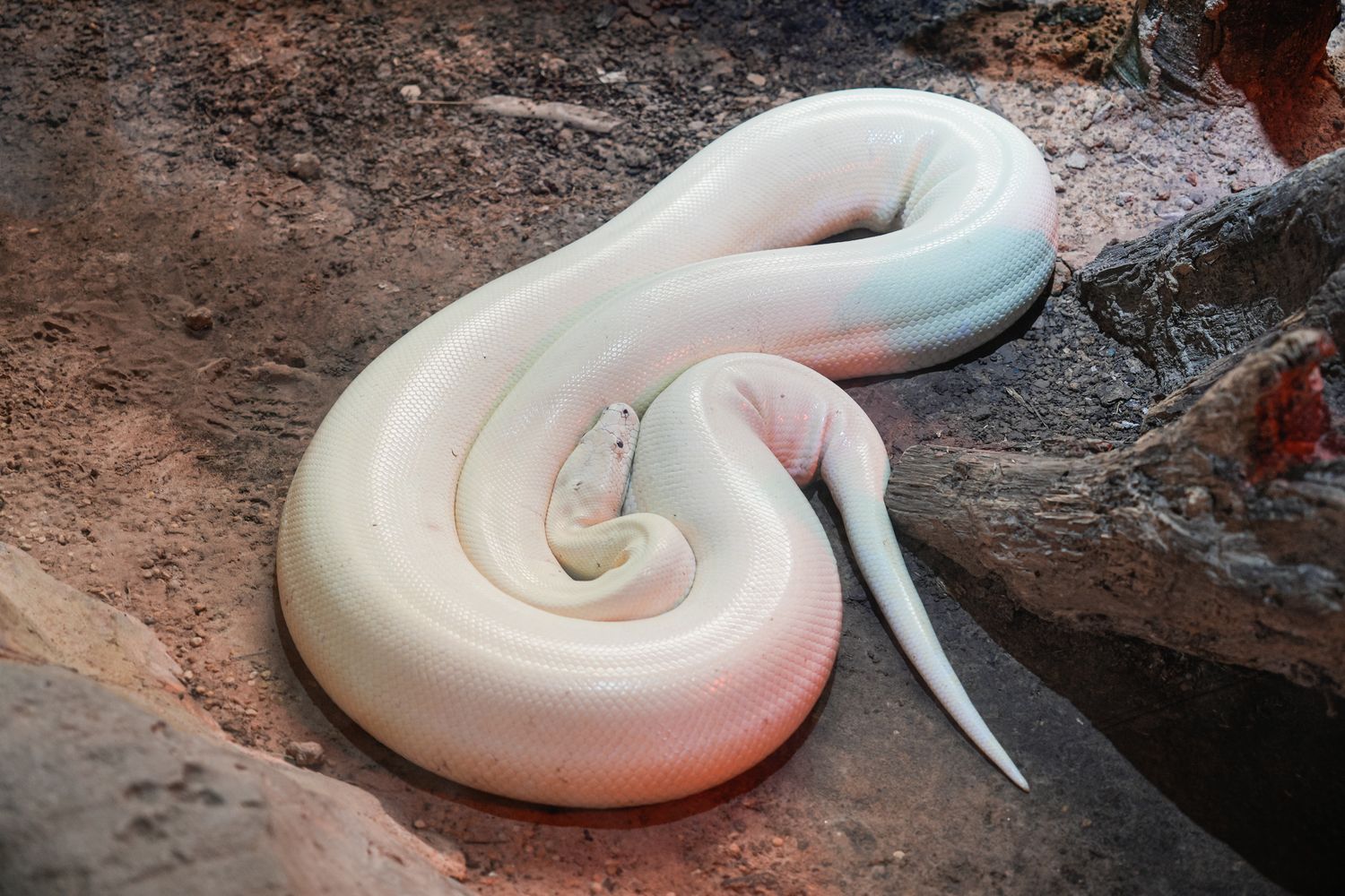 2025 富國島動物園 Vinpearl Safari Phú Quốc｜珍珠野生動物園遊玩攻略! @混血珊莎的奇幻旅程
