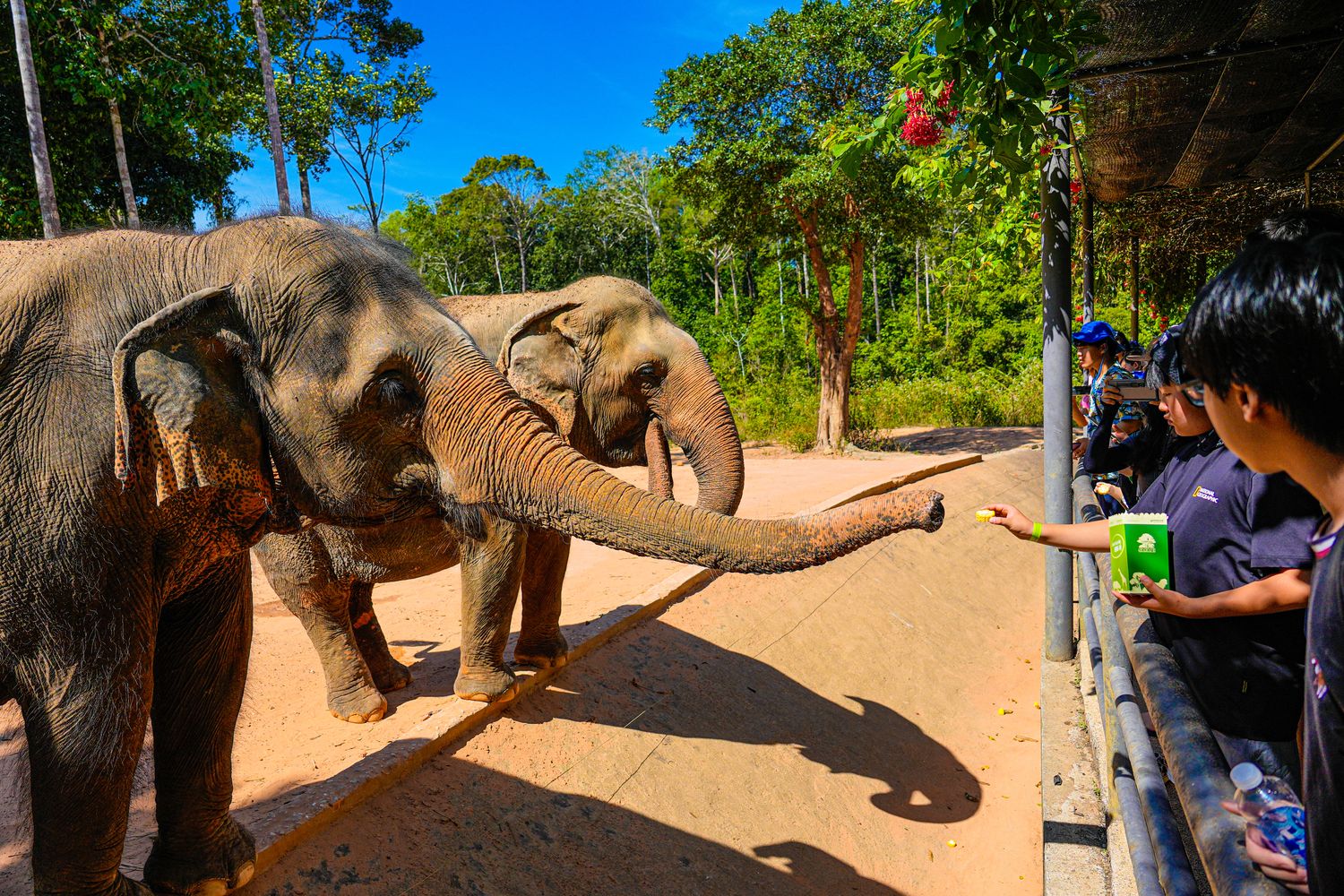 2025 富國島動物園 Vinpearl Safari Phú Quốc｜珍珠野生動物園遊玩攻略! @混血珊莎的奇幻旅程