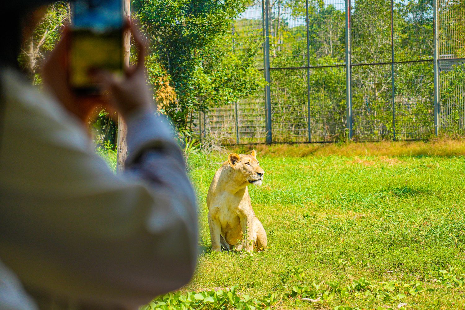 2025 富國島動物園 Vinpearl Safari Phú Quốc｜珍珠野生動物園遊玩攻略! @混血珊莎的奇幻旅程