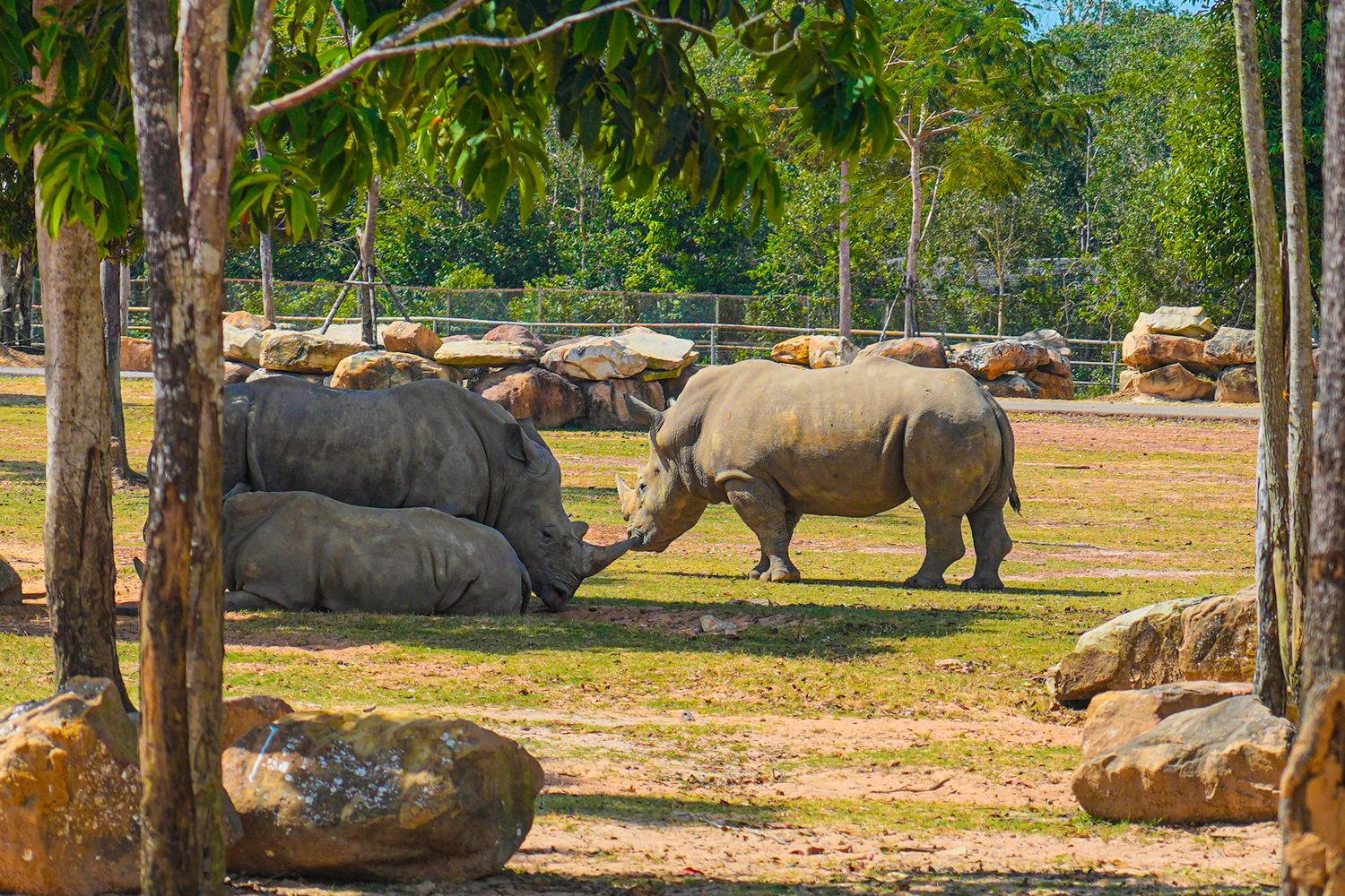 2025 富國島動物園 Vinpearl Safari Phú Quốc｜珍珠野生動物園遊玩攻略! @混血珊莎的奇幻旅程