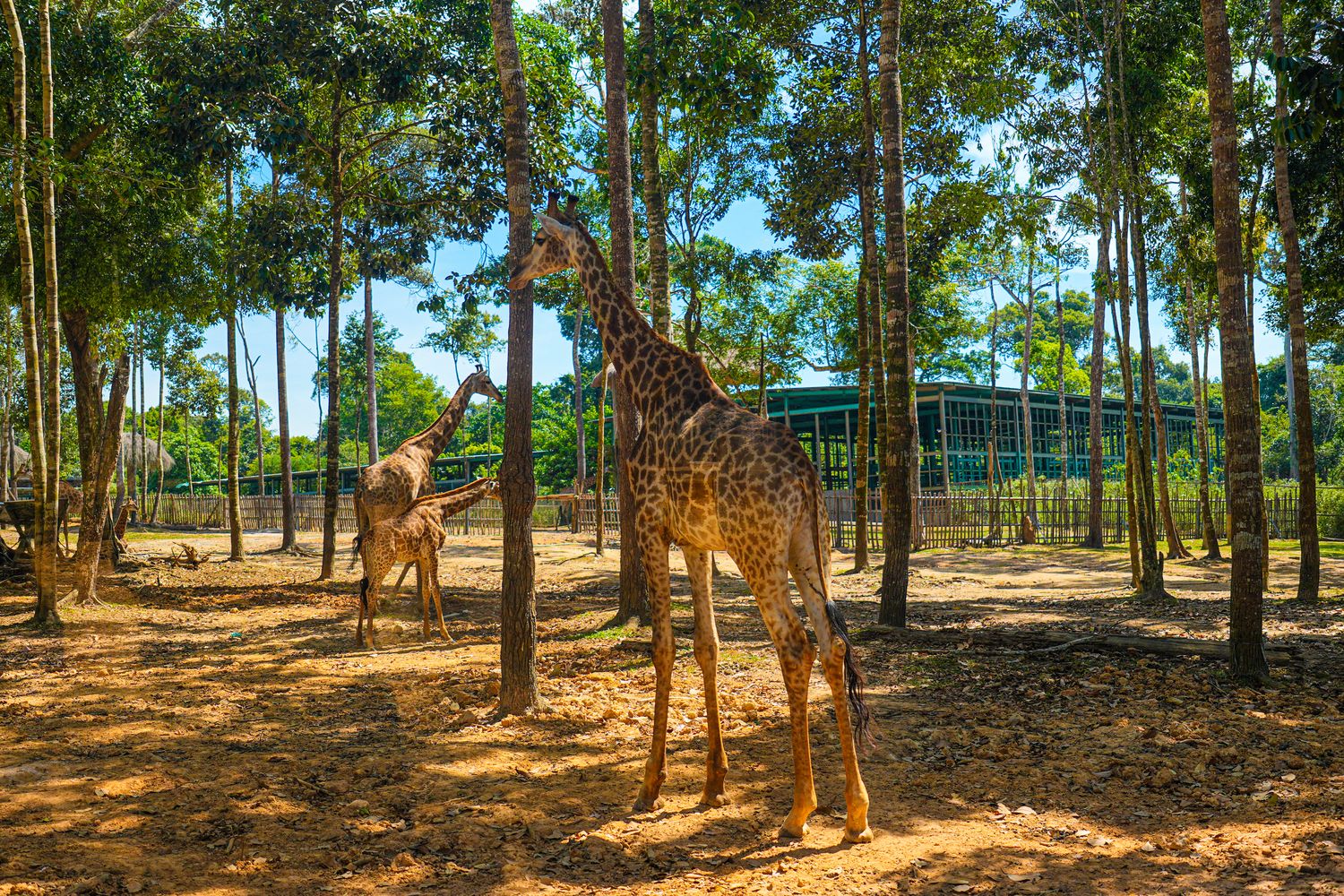 2025 富國島動物園 Vinpearl Safari Phú Quốc｜珍珠野生動物園遊玩攻略! @混血珊莎的奇幻旅程