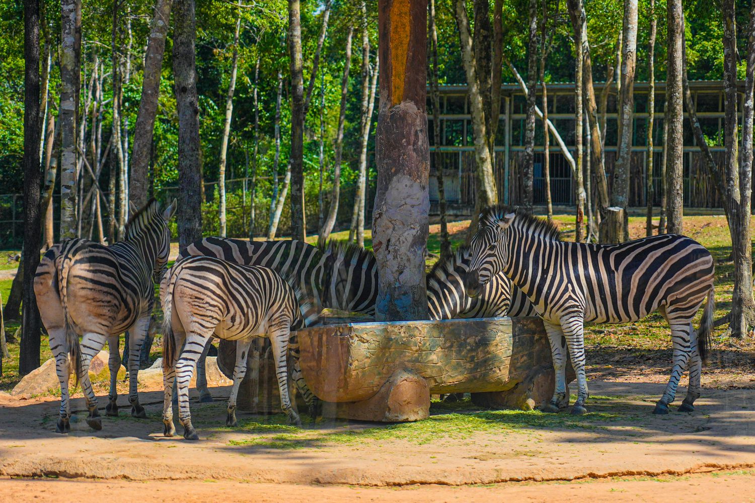 2025 富國島動物園 Vinpearl Safari Phú Quốc｜珍珠野生動物園遊玩攻略! @混血珊莎的奇幻旅程