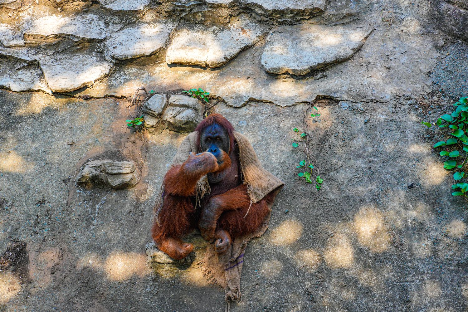 2025 富國島動物園 Vinpearl Safari Phú Quốc｜珍珠野生動物園遊玩攻略! @混血珊莎的奇幻旅程