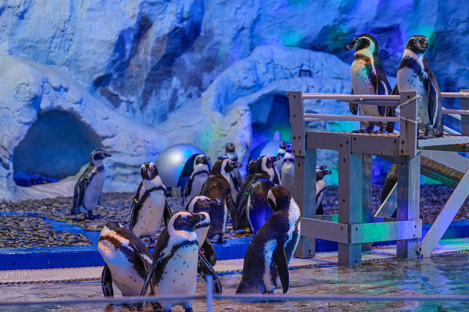 2025 富國島珍珠遊樂園 VinWonders Phu Quoc｜煙火、設施、表演遊玩攻略! @混血珊莎的奇幻旅程
