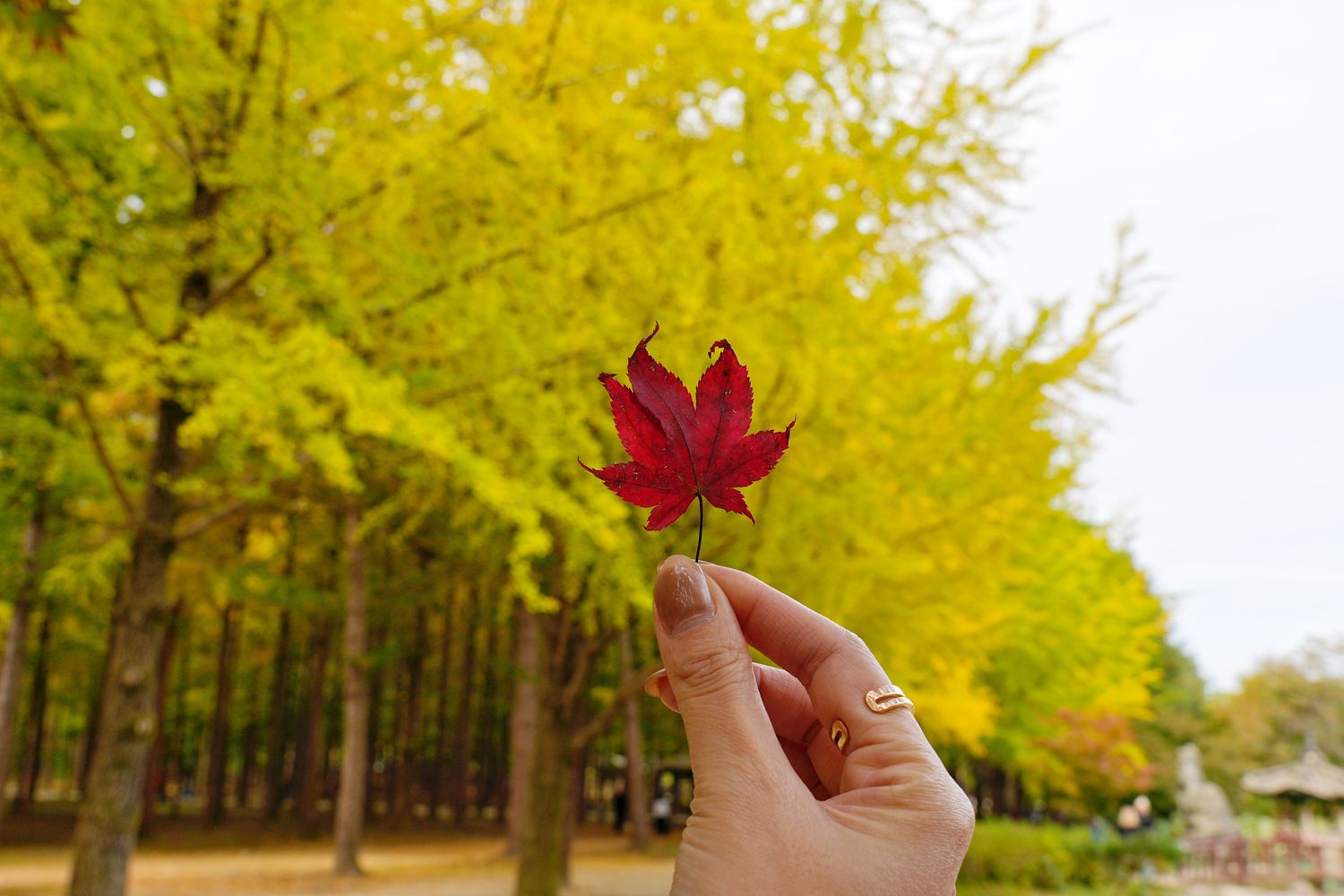 韓國首爾近郊一日遊｜南怡島、小法國村、鐵路自行車、晨靜樹木園、賞楓景點! @混血珊莎的奇幻旅程