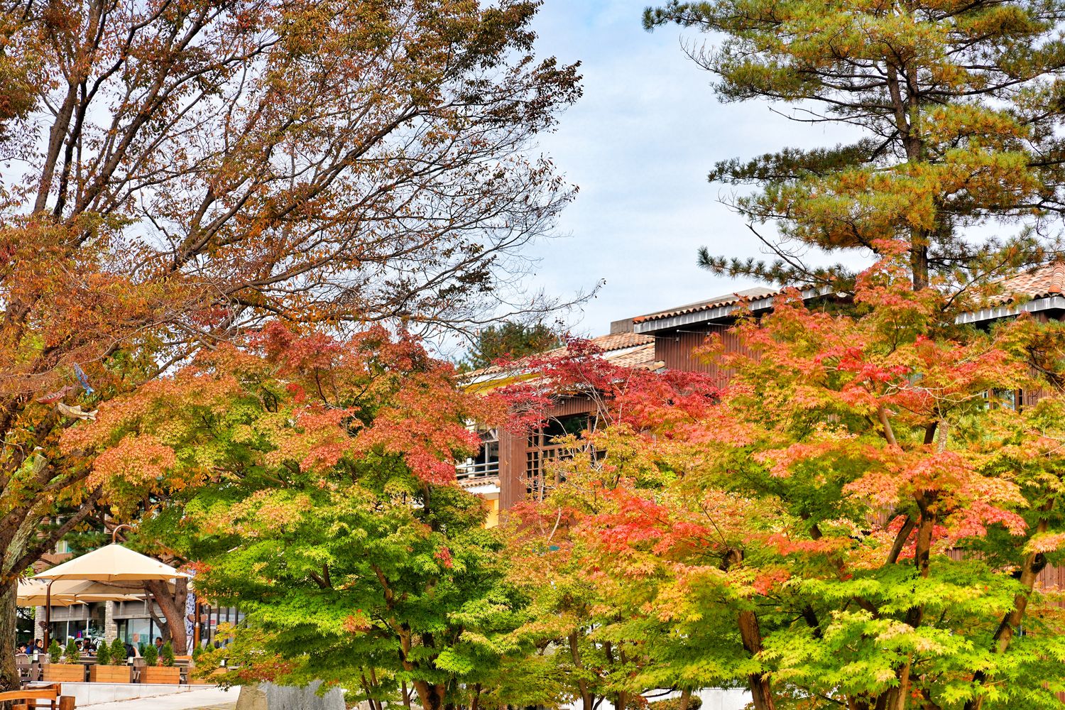 韓國首爾近郊一日遊｜南怡島、小法國村、鐵路自行車、晨靜樹木園、賞楓景點! @混血珊莎的奇幻旅程