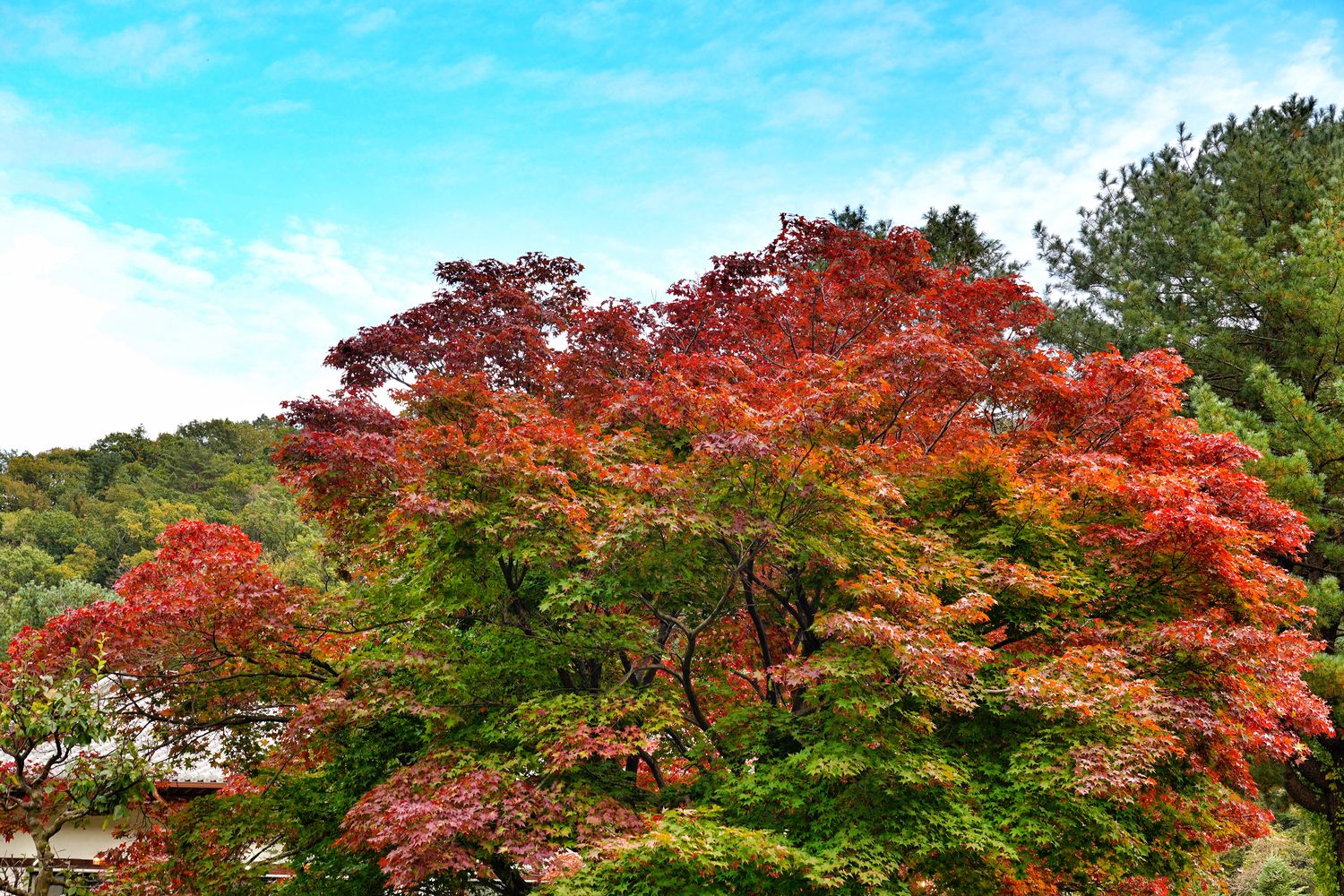 韓國首爾近郊一日遊｜南怡島、小法國村、鐵路自行車、晨靜樹木園、賞楓景點! @混血珊莎的奇幻旅程