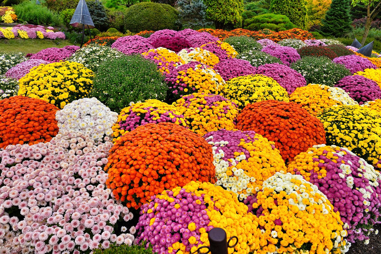 韓國首爾近郊一日遊｜南怡島、小法國村、鐵路自行車、晨靜樹木園、賞楓景點! @混血珊莎的奇幻旅程