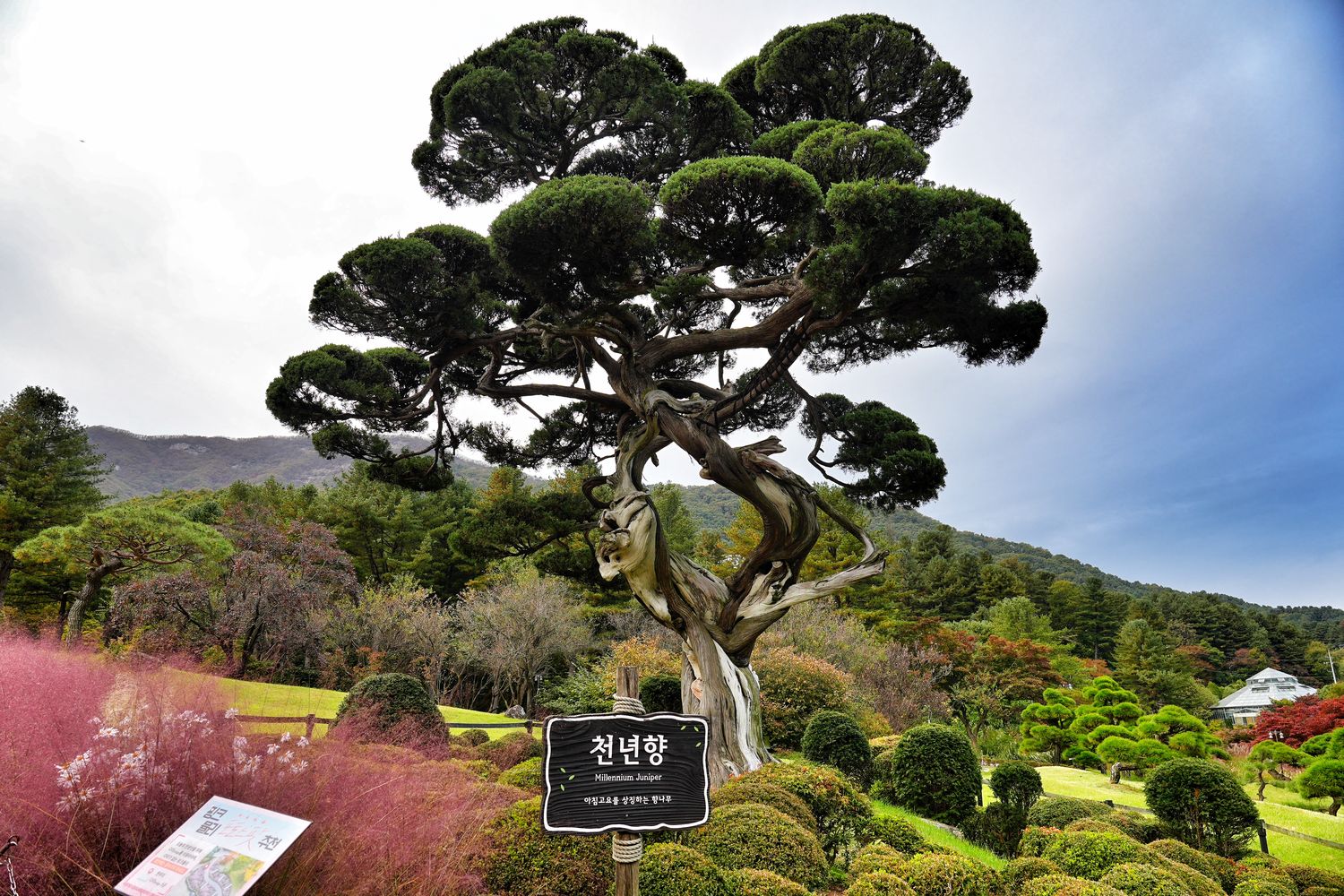 韓國首爾近郊一日遊｜南怡島、小法國村、鐵路自行車、晨靜樹木園、賞楓景點! @混血珊莎的奇幻旅程
