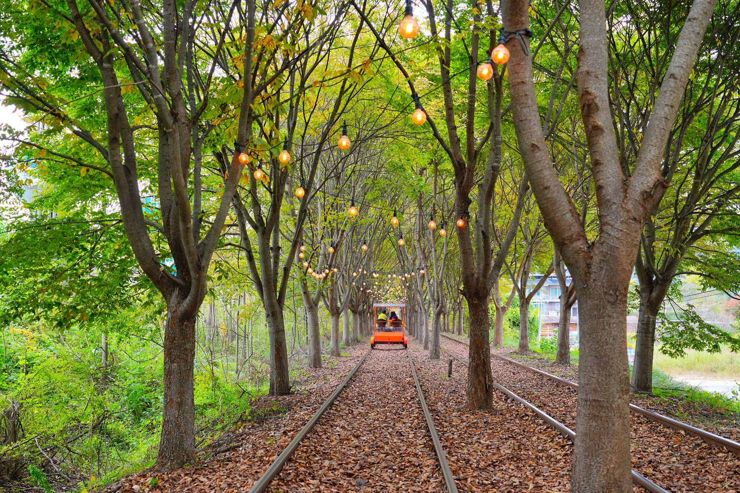 韓國首爾近郊一日遊｜南怡島、小法國村、鐵路自行車、晨靜樹木園、賞楓景點! @混血珊莎的奇幻旅程