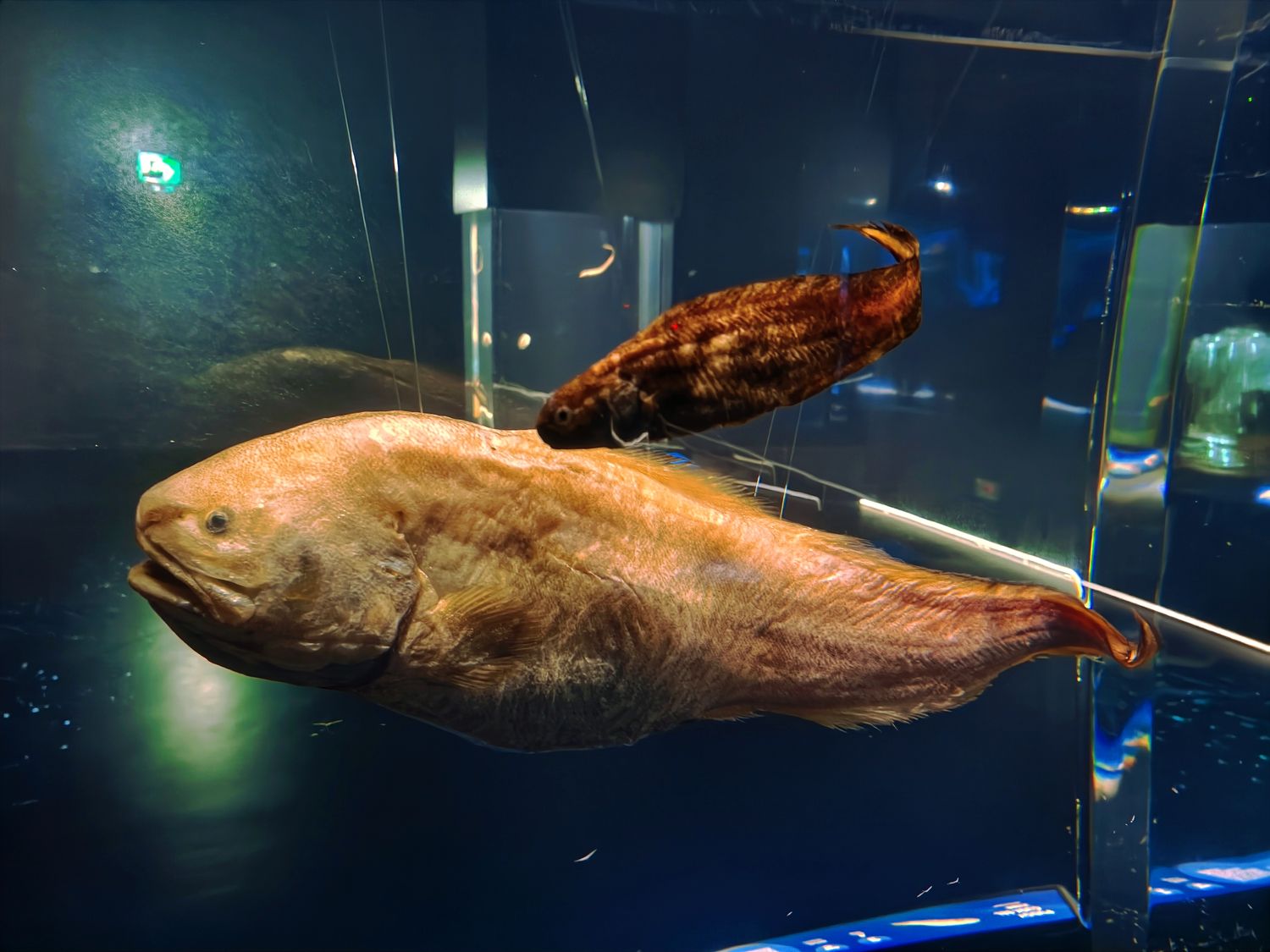 2026 新加坡海洋館 |變身新加坡海洋生態館!改裝後值得去嗎? 6大亮點、門票交通懶人包 @混血珊莎的奇幻旅程 2026 新加坡海洋館 |變身新加坡海洋生態館!改裝後值得去嗎? 6大亮點、門票交通懶人包 @混血珊莎的奇幻旅程