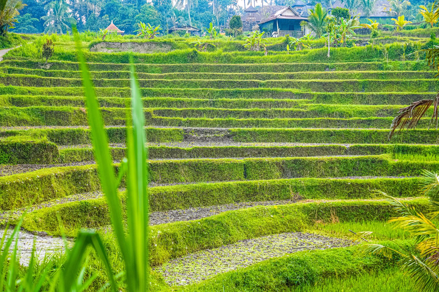 【峇里島住宿推薦】烏布 Bambootel Sawah View : 夢幻竹建築Pool Villa，開門就是綠色梯田! @混血珊莎的奇幻旅程