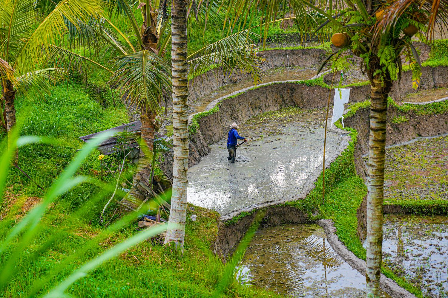 【峇里島住宿推薦】烏布 Bambootel Sawah View : 夢幻竹建築Pool Villa，開門就是綠色梯田! @混血珊莎的奇幻旅程