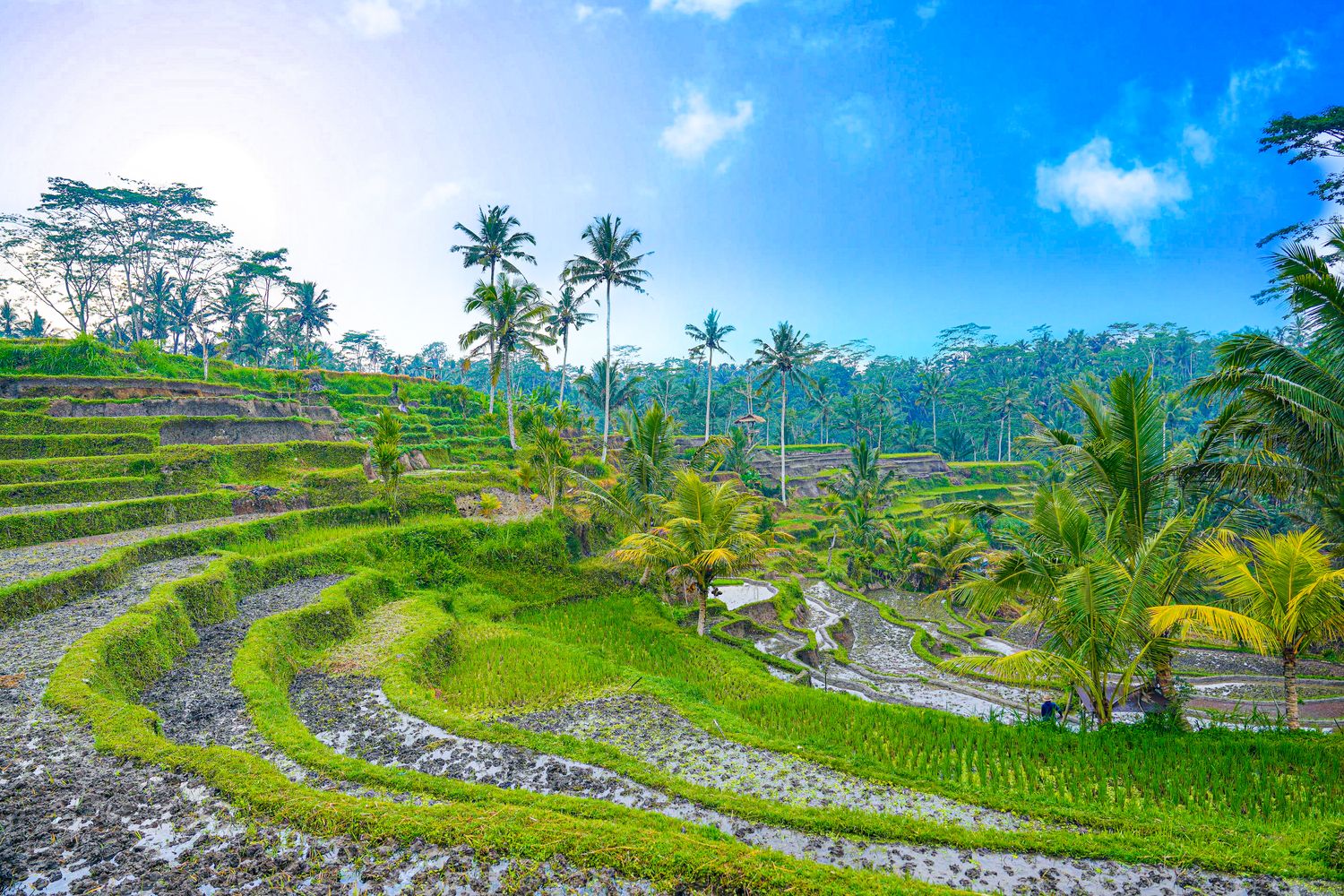 【峇里島住宿推薦】烏布 Bambootel Sawah View : 夢幻竹建築Pool Villa,開門就是綠色梯田! @混血珊莎的奇幻旅程 【峇里島住宿推薦】烏布 Bambootel Sawah View : 夢幻竹建築Pool Villa,開門就是綠色梯田! @混血珊莎的奇幻旅程