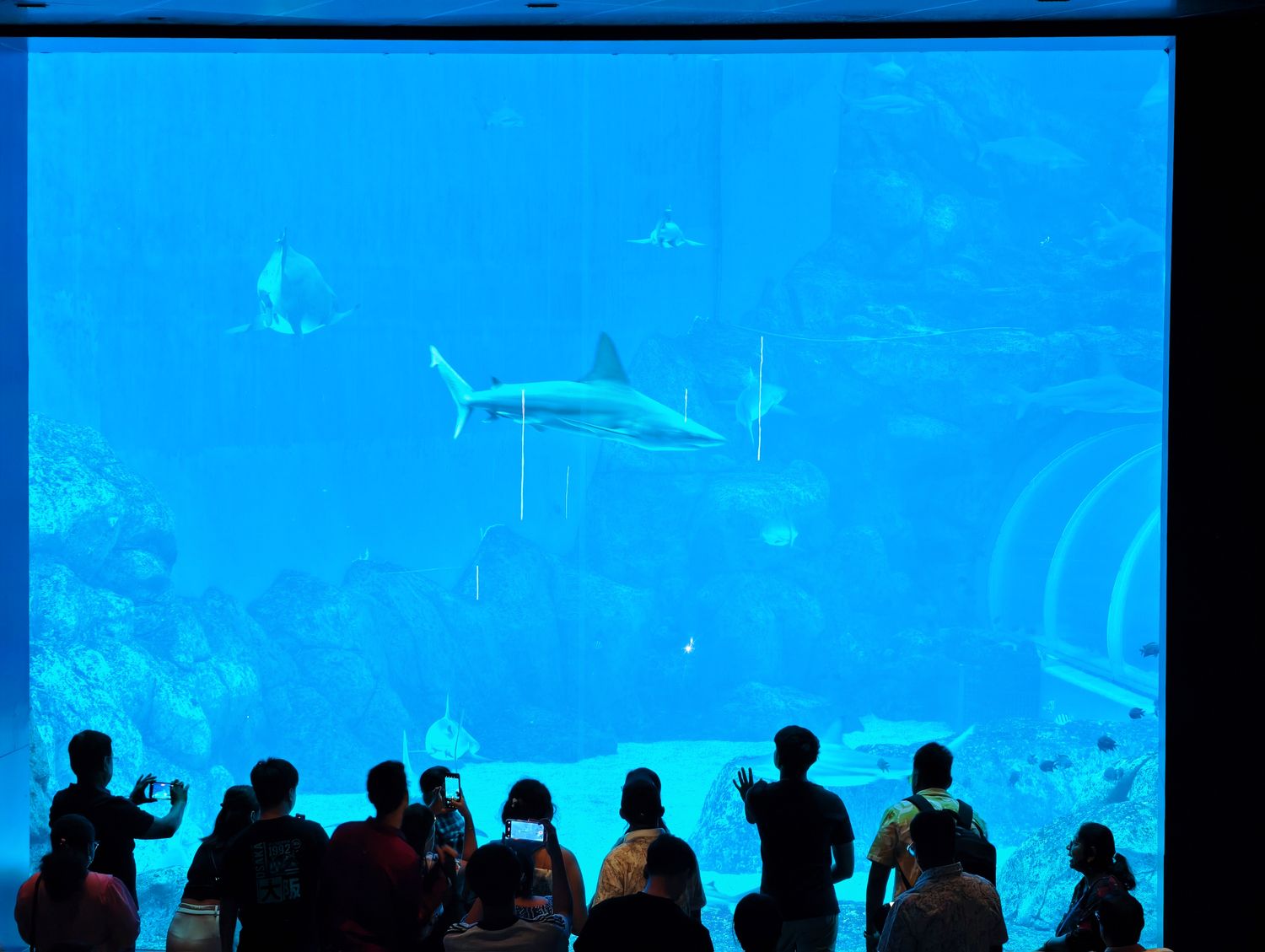 2026 新加坡海洋館 |變身新加坡海洋生態館!改裝後值得去嗎? 6大亮點、門票交通懶人包 @混血珊莎的奇幻旅程 2026 新加坡海洋館 |變身新加坡海洋生態館!改裝後值得去嗎? 6大亮點、門票交通懶人包 @混血珊莎的奇幻旅程