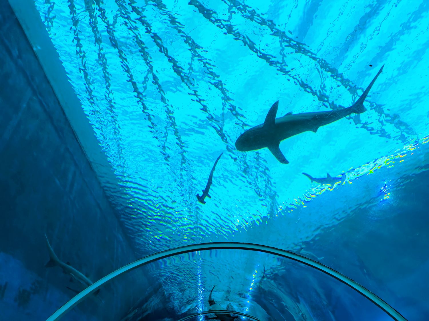 2026 新加坡海洋館 ｜變身新加坡海洋生態館!改裝後值得去嗎? 6大亮點、門票交通懶人包 @混血珊莎的奇幻旅程