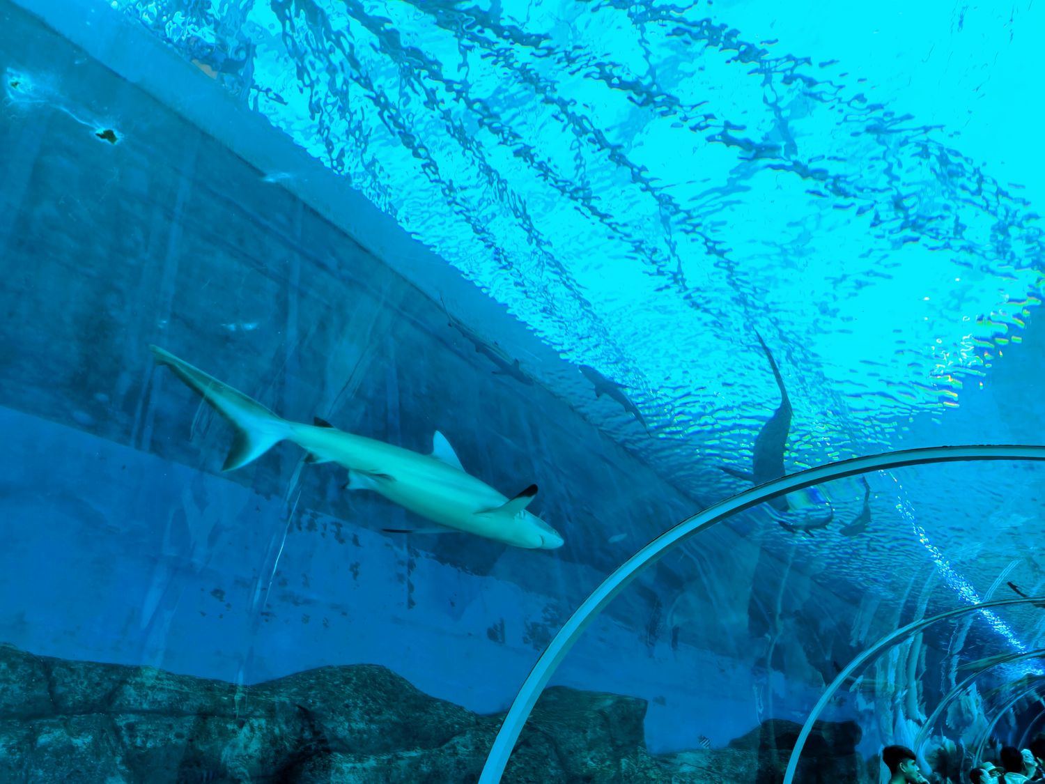 2026 新加坡海洋館 |變身新加坡海洋生態館!改裝後值得去嗎? 6大亮點、門票交通懶人包 @混血珊莎的奇幻旅程 2026 新加坡海洋館 |變身新加坡海洋生態館!改裝後值得去嗎? 6大亮點、門票交通懶人包 @混血珊莎的奇幻旅程