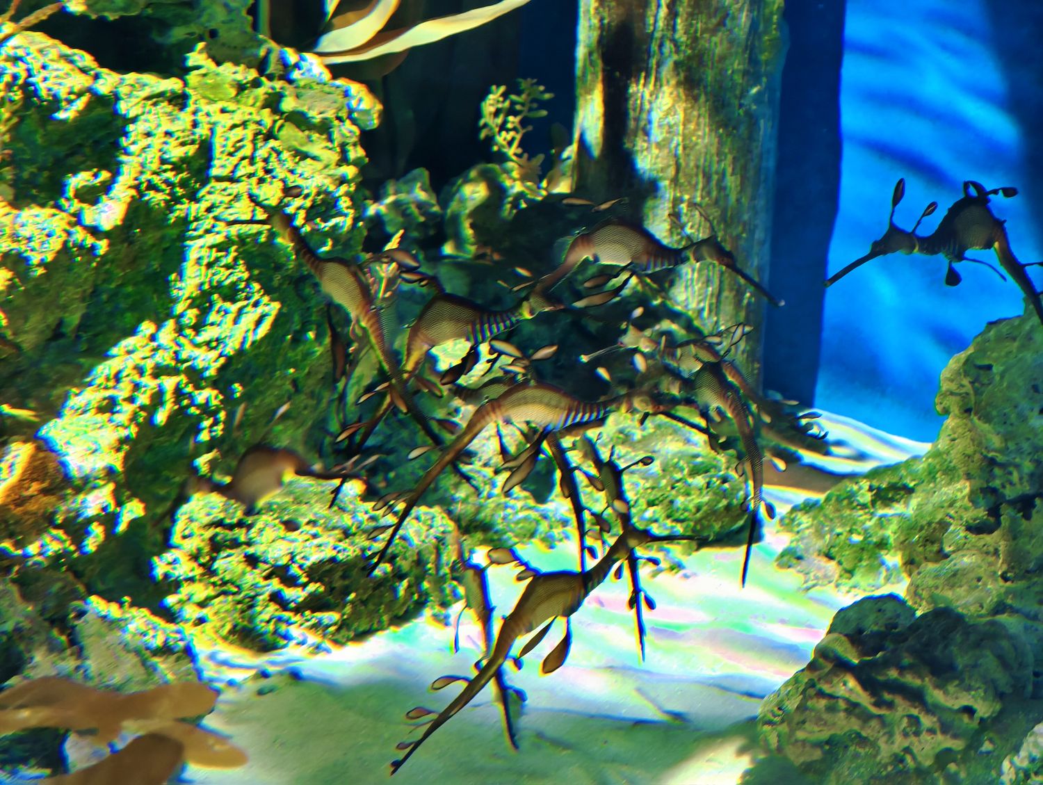 2026 新加坡海洋館 |變身新加坡海洋生態館!改裝後值得去嗎? 6大亮點、門票交通懶人包 @混血珊莎的奇幻旅程 2026 新加坡海洋館 |變身新加坡海洋生態館!改裝後值得去嗎? 6大亮點、門票交通懶人包 @混血珊莎的奇幻旅程