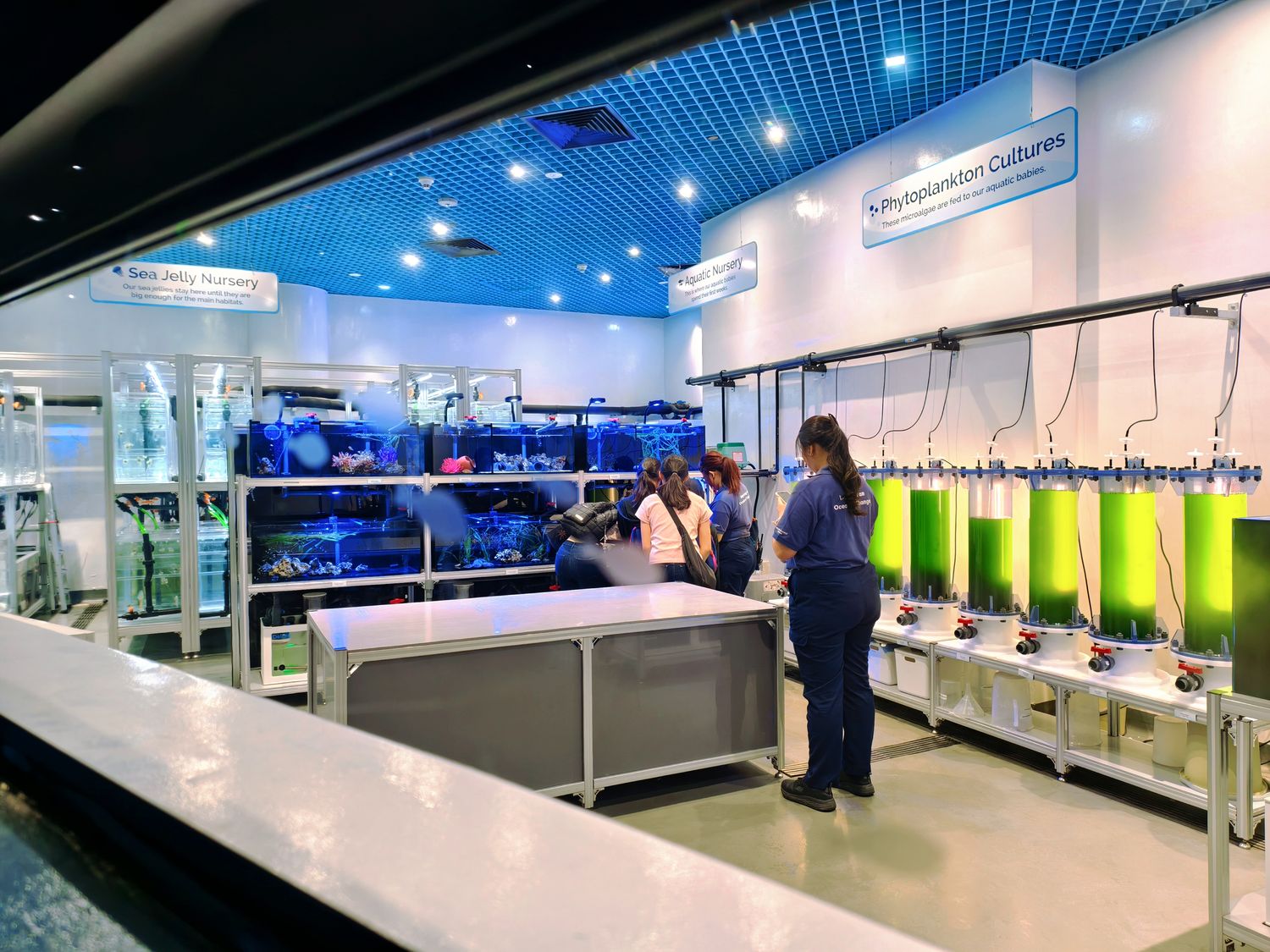 2026 新加坡海洋館 |變身新加坡海洋生態館!改裝後值得去嗎? 6大亮點、門票交通懶人包 @混血珊莎的奇幻旅程 2026 新加坡海洋館 |變身新加坡海洋生態館!改裝後值得去嗎? 6大亮點、門票交通懶人包 @混血珊莎的奇幻旅程