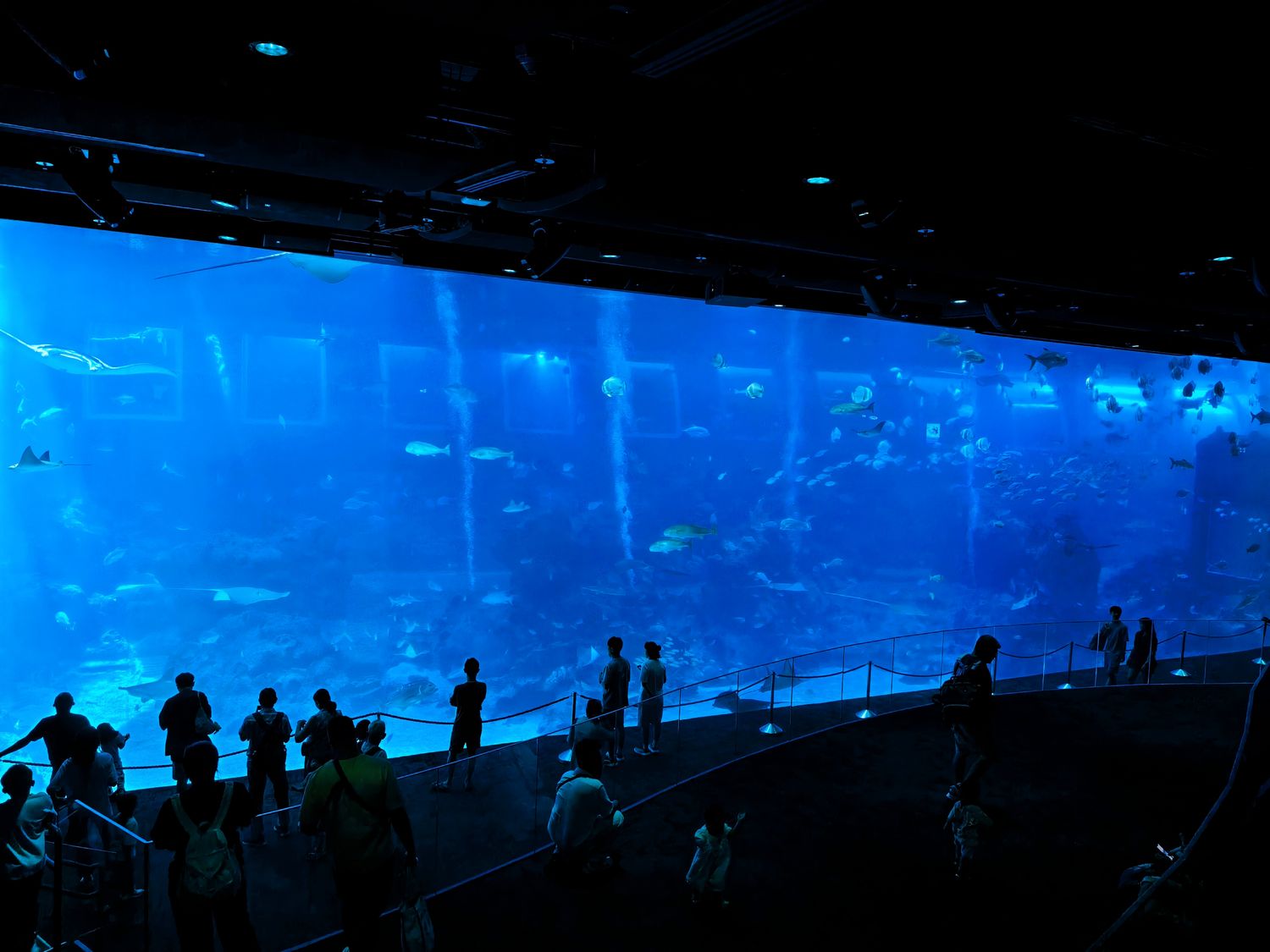 2026 新加坡海洋館 |變身新加坡海洋生態館!改裝後值得去嗎? 6大亮點、門票交通懶人包 @混血珊莎的奇幻旅程 2026 新加坡海洋館 |變身新加坡海洋生態館!改裝後值得去嗎? 6大亮點、門票交通懶人包 @混血珊莎的奇幻旅程