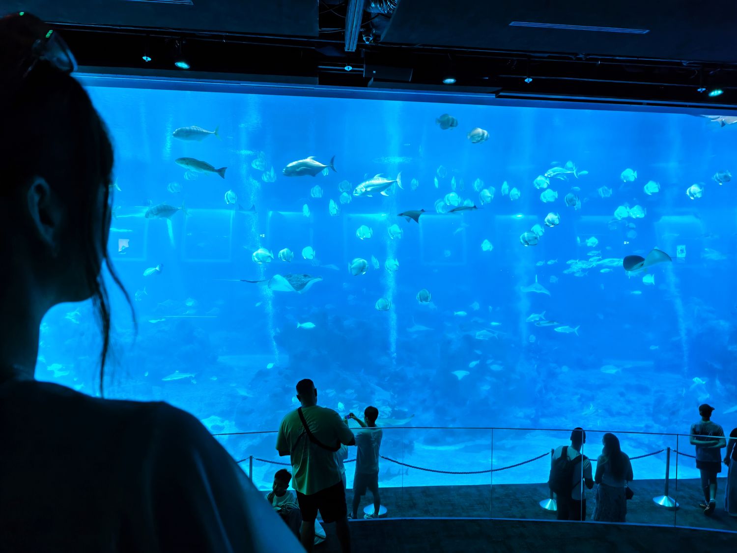 2026 新加坡海洋館 |變身新加坡海洋生態館!改裝後值得去嗎? 6大亮點、門票交通懶人包 @混血珊莎的奇幻旅程 2026 新加坡海洋館 |變身新加坡海洋生態館!改裝後值得去嗎? 6大亮點、門票交通懶人包 @混血珊莎的奇幻旅程