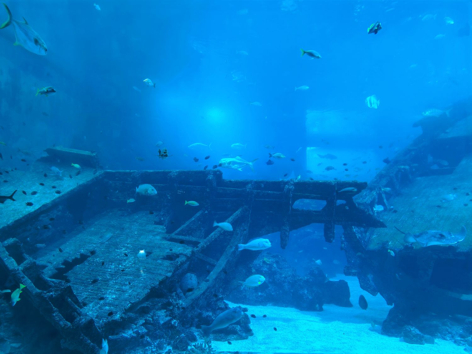 2026 新加坡海洋館 |變身新加坡海洋生態館!改裝後值得去嗎? 6大亮點、門票交通懶人包 @混血珊莎的奇幻旅程 2026 新加坡海洋館 |變身新加坡海洋生態館!改裝後值得去嗎? 6大亮點、門票交通懶人包 @混血珊莎的奇幻旅程