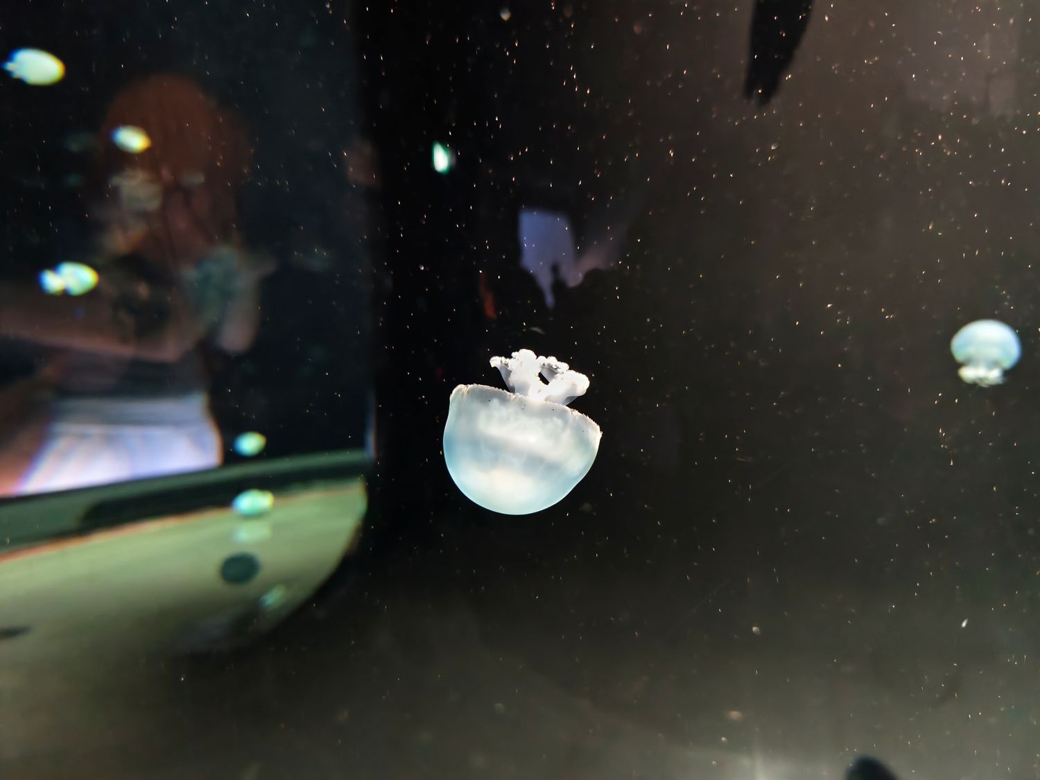 2026 新加坡海洋館 |變身新加坡海洋生態館!改裝後值得去嗎? 6大亮點、門票交通懶人包 @混血珊莎的奇幻旅程 2026 新加坡海洋館 |變身新加坡海洋生態館!改裝後值得去嗎? 6大亮點、門票交通懶人包 @混血珊莎的奇幻旅程