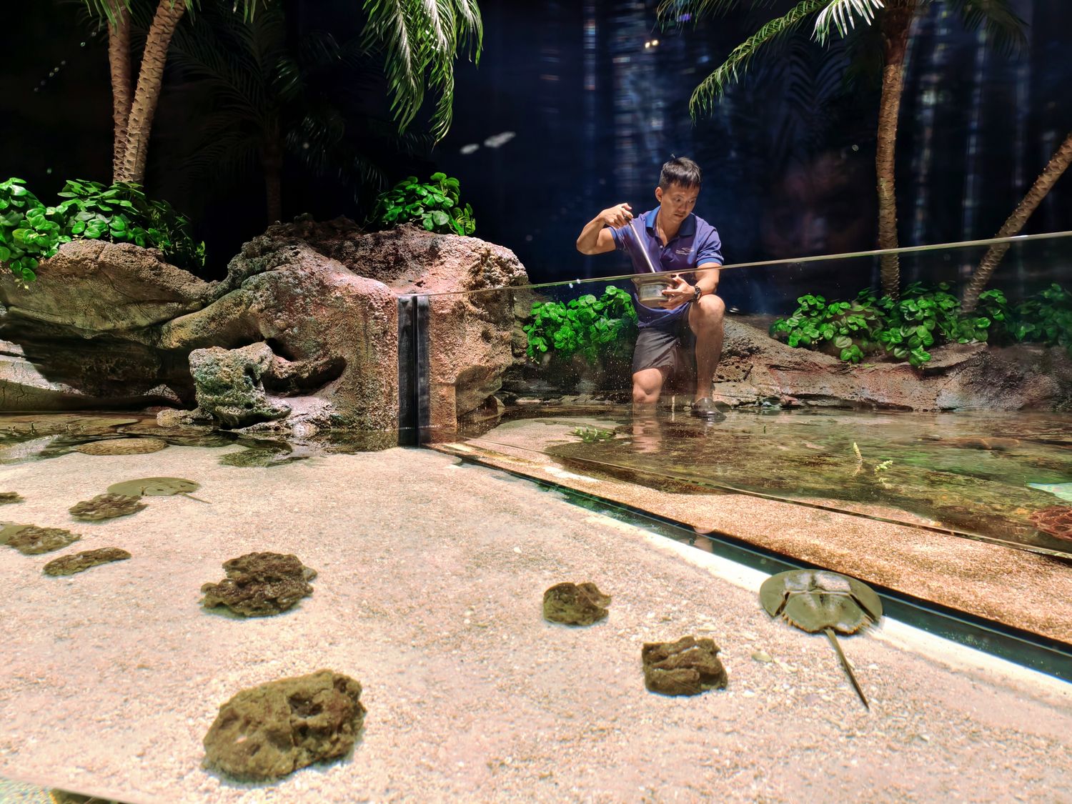 2026 新加坡海洋館 |變身新加坡海洋生態館!改裝後值得去嗎? 6大亮點、門票交通懶人包 @混血珊莎的奇幻旅程 2026 新加坡海洋館 |變身新加坡海洋生態館!改裝後值得去嗎? 6大亮點、門票交通懶人包 @混血珊莎的奇幻旅程