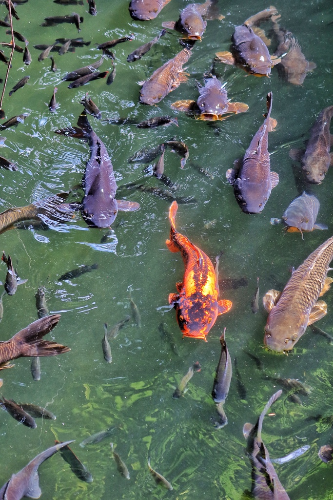 【台中特色餐廳】無為草堂人文茶館，隱身鬧區的世外桃源，水上涼亭超夢幻! @混血珊莎的奇幻旅程