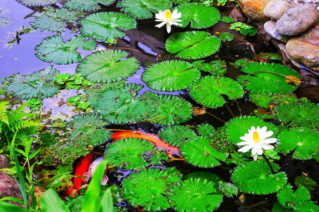 【花蓮壽豐民宿】花蓮潭心閣，走路就到鯉魚潭，享受湖光山色悠閒時光! @混血珊莎的奇幻旅程