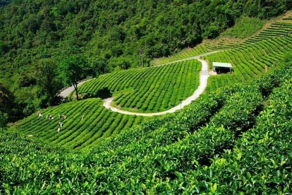 【南投品茶】臻禾茶業 自產自銷優質茶葉│知名飯店指定茶葉│預約制紅玉紅茶品茗體驗│南投下午茶推薦│南投伴手禮推薦 @混血珊莎的奇幻旅程