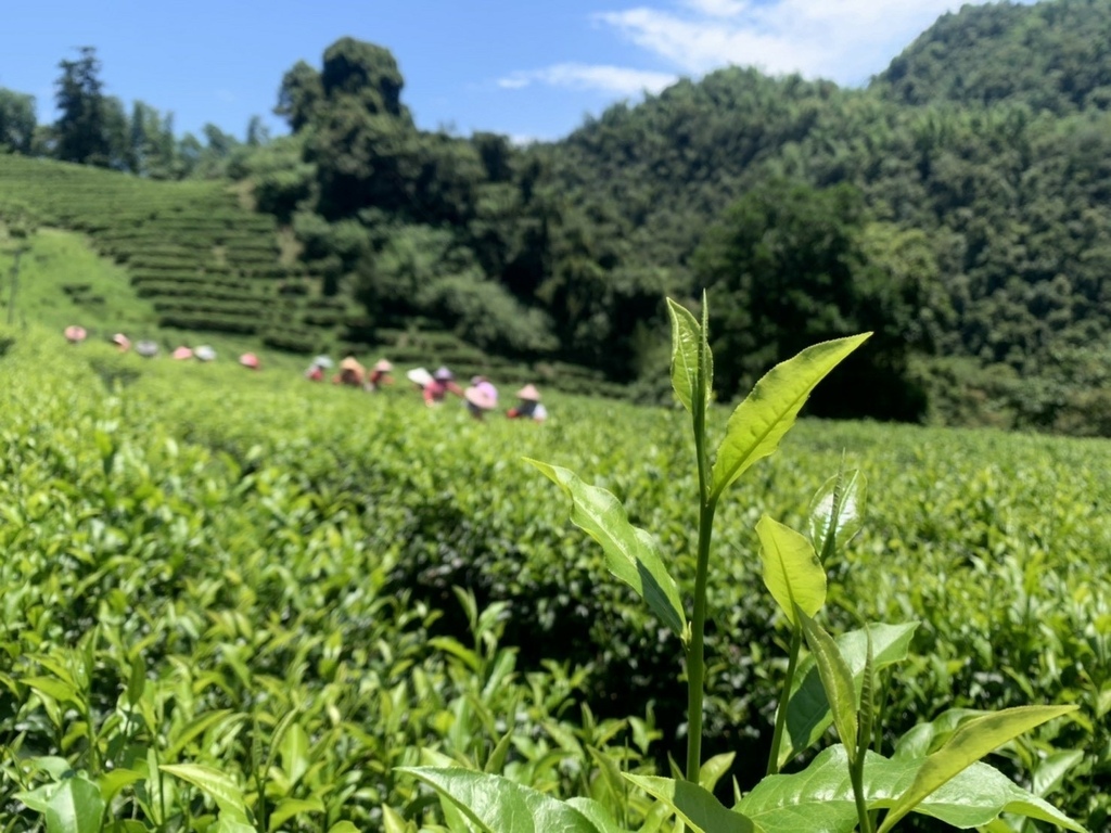 【南投品茶】臻禾茶業 自產自銷優質茶葉│知名飯店指定茶葉│預約制紅玉紅茶品茗體驗│南投下午茶推薦│南投伴手禮推薦 @混血珊莎的奇幻旅程